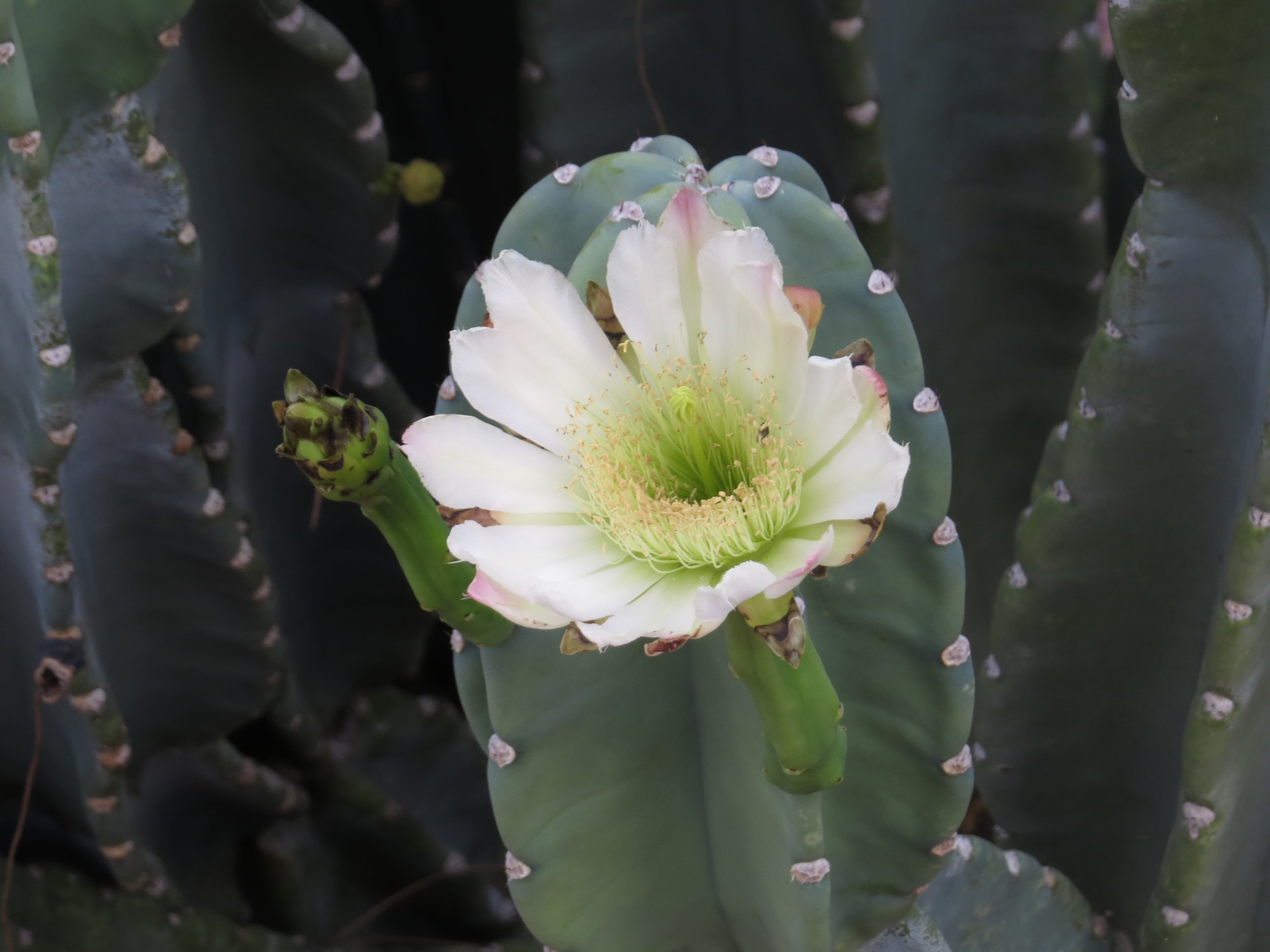 Cups’ Crew Back in Las Vegas