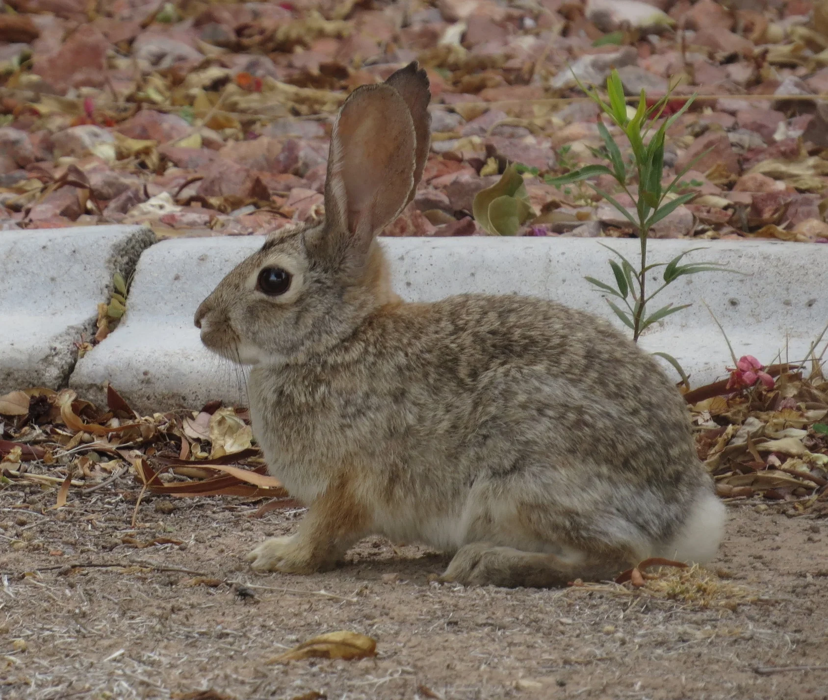 Desert cottontails abound on our morning walks around the golf course.
