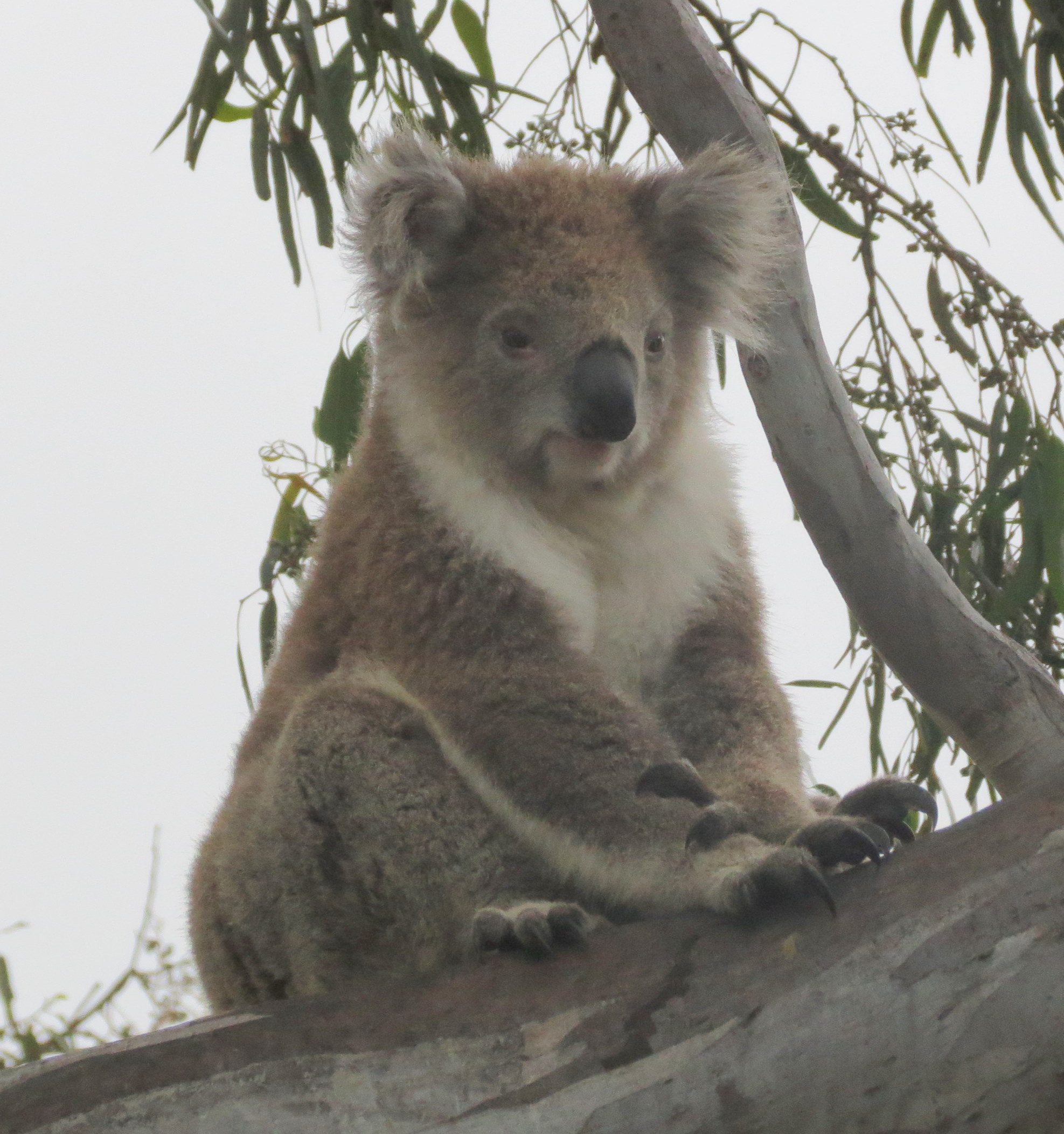 There to Here – Chesterfield Reef & On to Oz