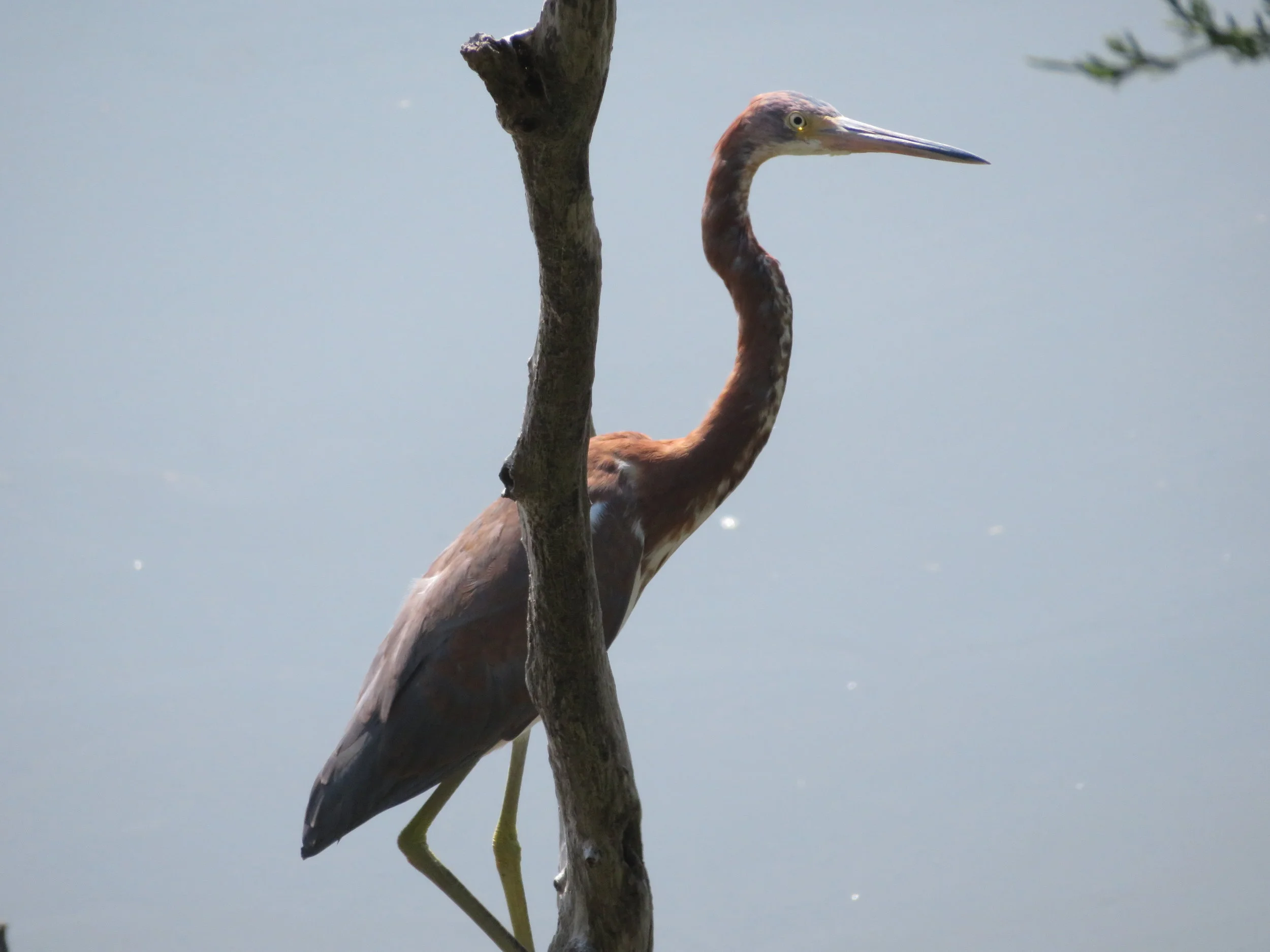 A juvenile tri-color heron waits patiently for an early morning snack.