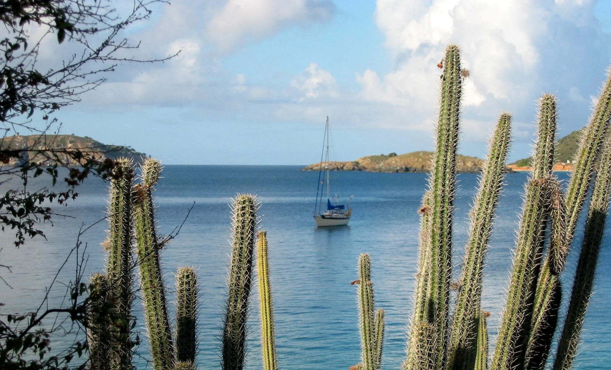 cups and cacti   lostestigos-banner.JPG