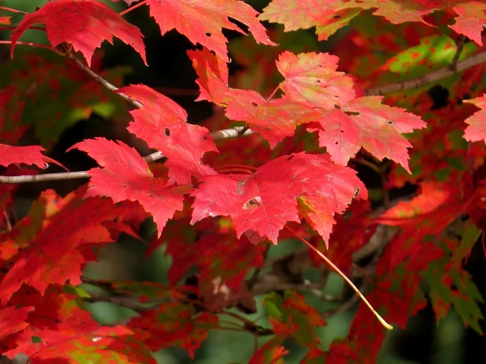 Autumn leaves in vibrant hues of scarlet, gold, orange, yellow and green. It takes your breath away!