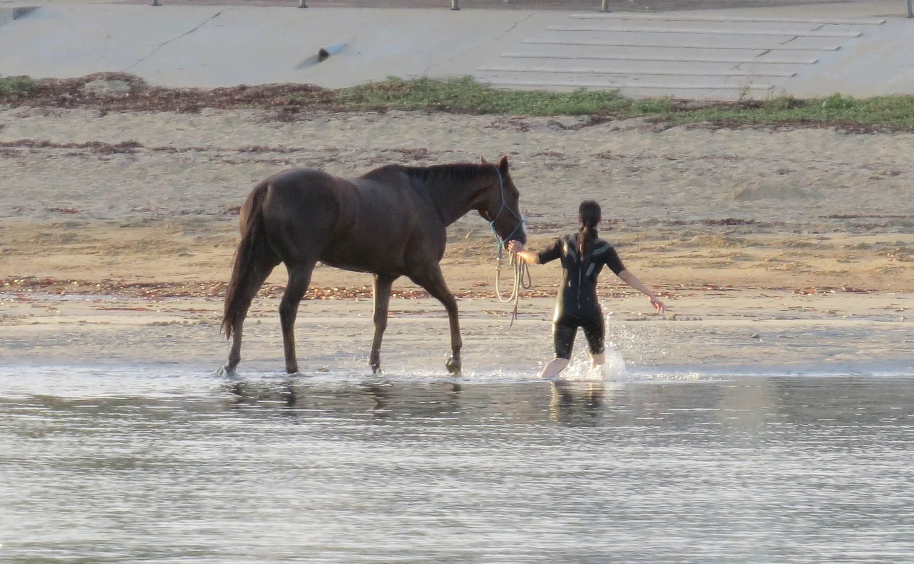Taking a horse for a walk on the beach in the early morning at Port Lincoln