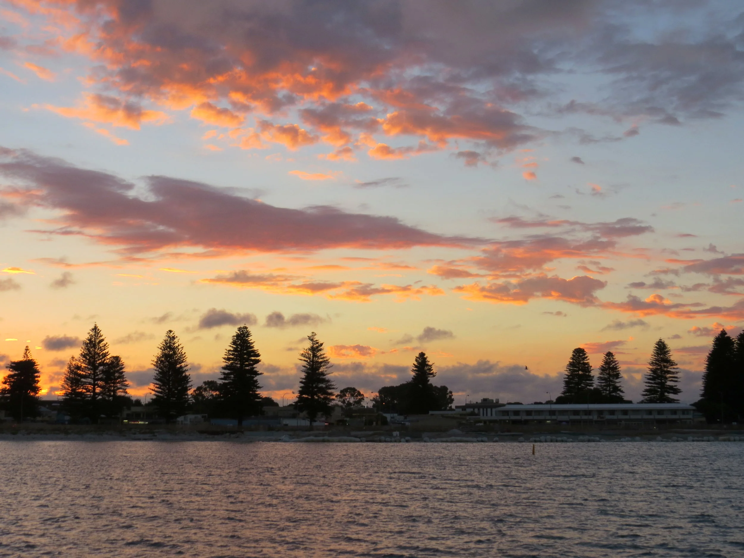 Norfolk pines along the foreshore in Esperance.