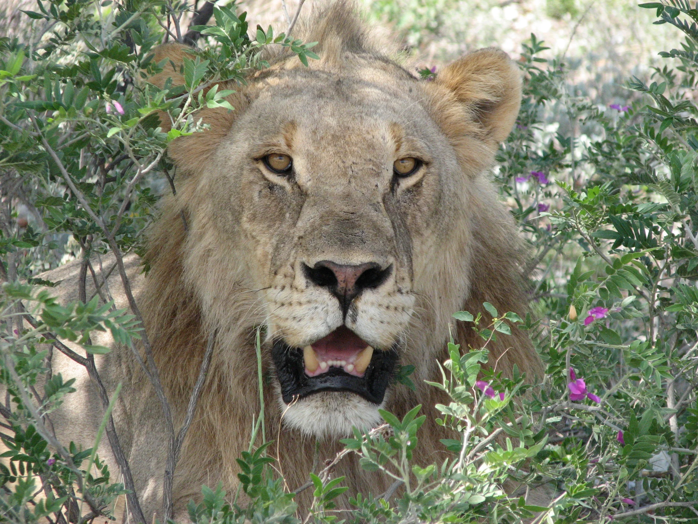 We saw lions every day, but this encounter on the second day was the most exciting. This male was lying on the side of the road under a tree about 10 feet away from us.