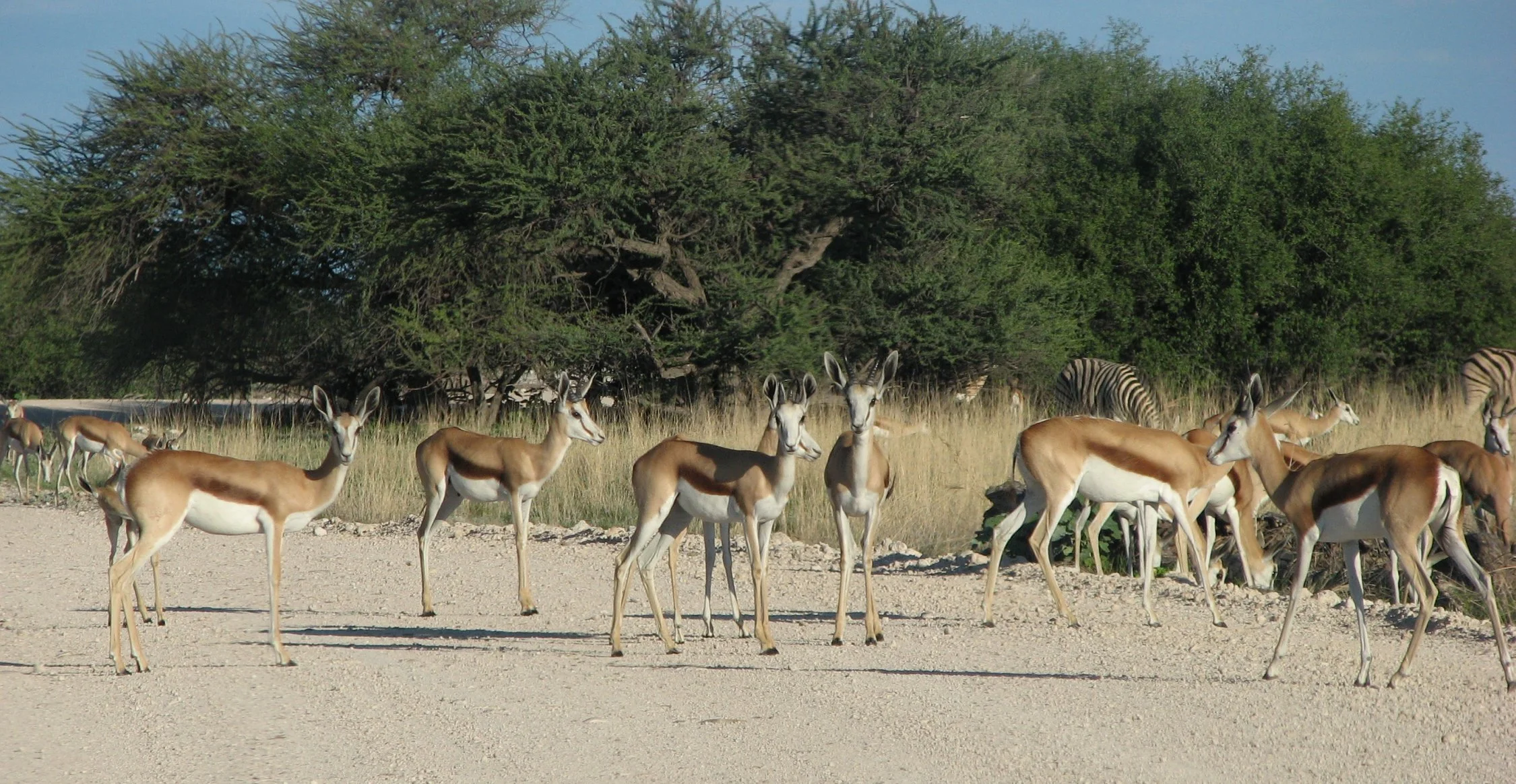 An etosha traffic jam ! We saw thousands of springboks (above), as well as kudu, eland and impala.