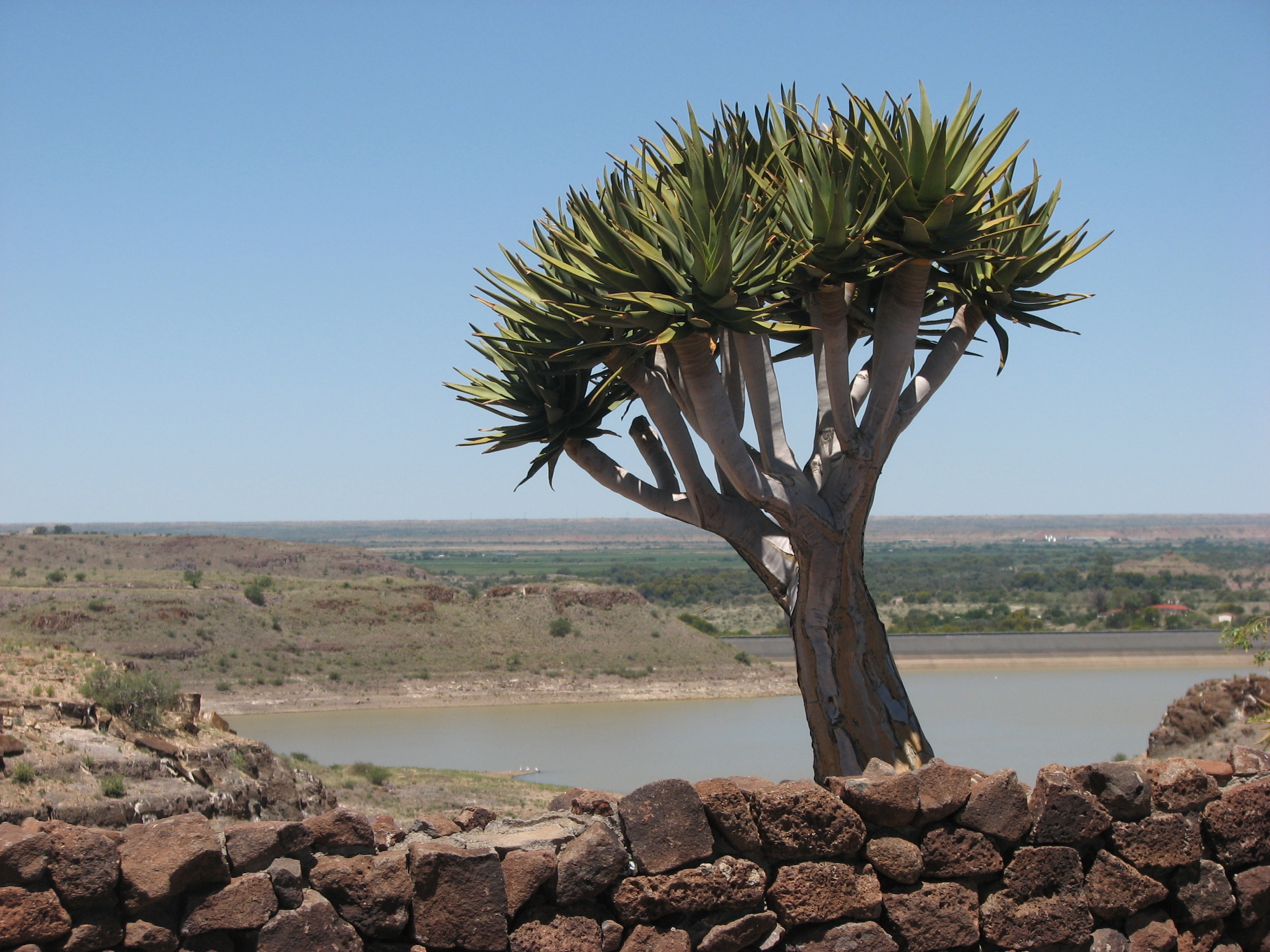 The unusual quiver tree above is so-named because the indigenous people used the branches as quivers for their arrows.