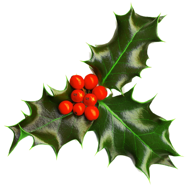 holly-transparent-background.png