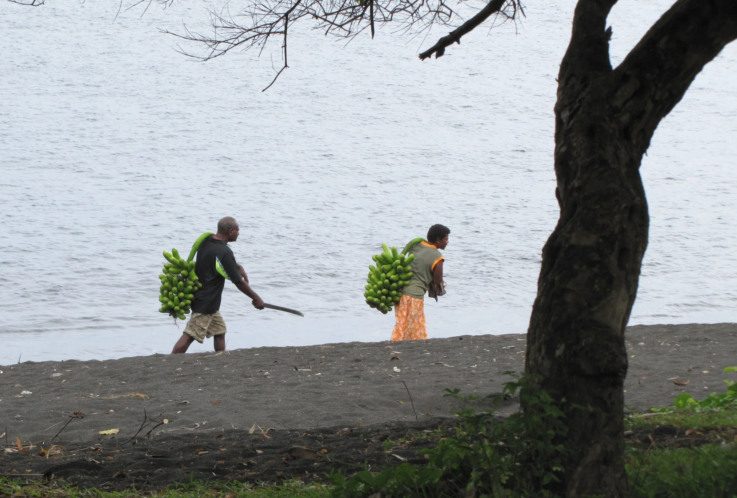 One banana, two bananas, three bananas ... MORE!