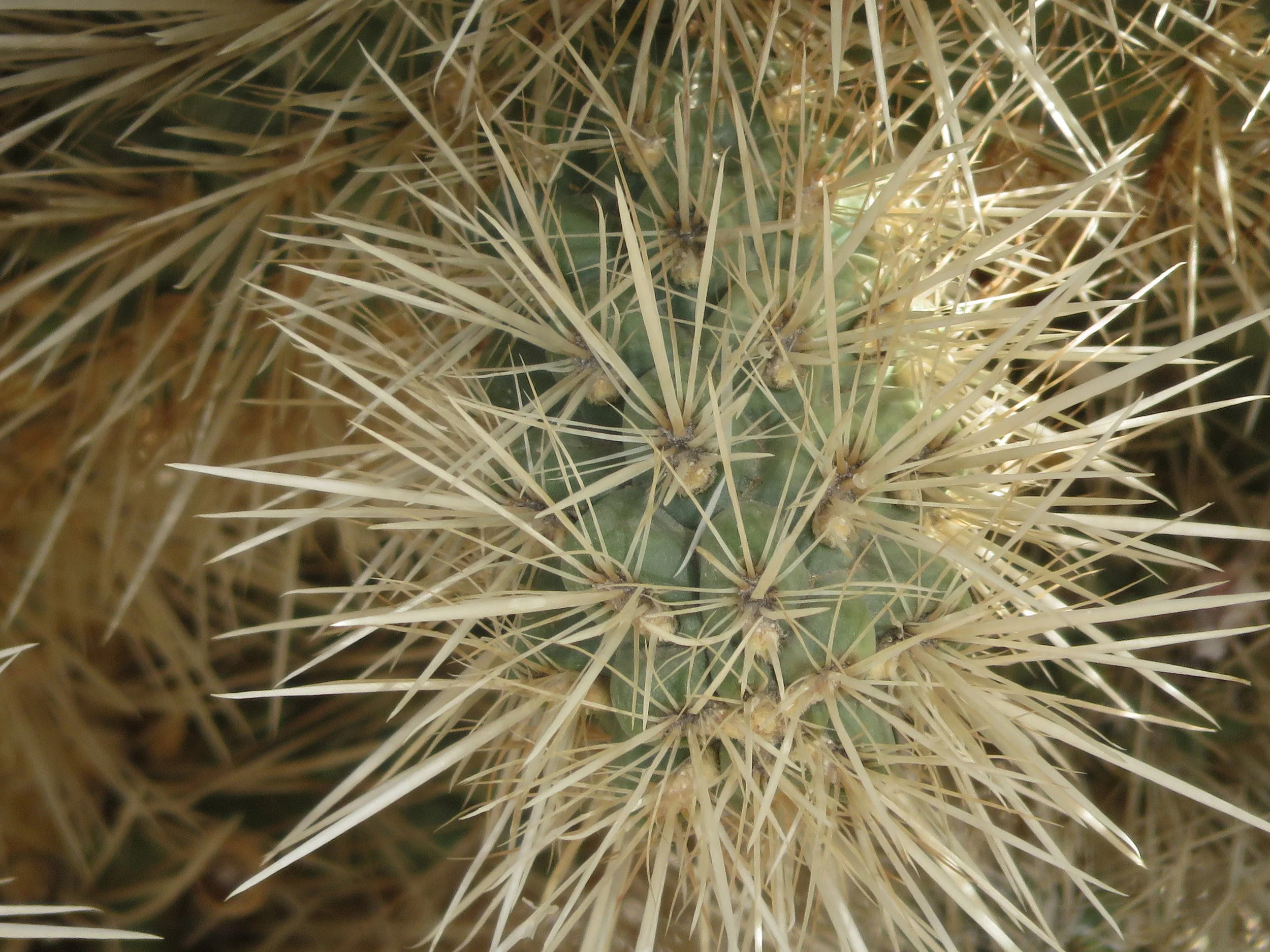 Close-up of "jumping" cholla displays its tendency to attach itself to whatever comes within reach.