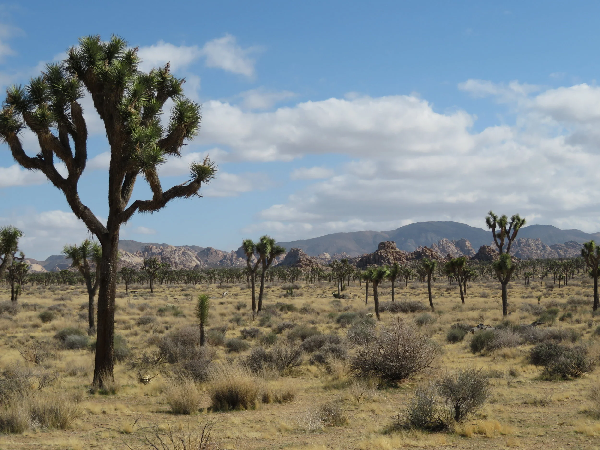 Slow Route Home via Joshua Tree National Park