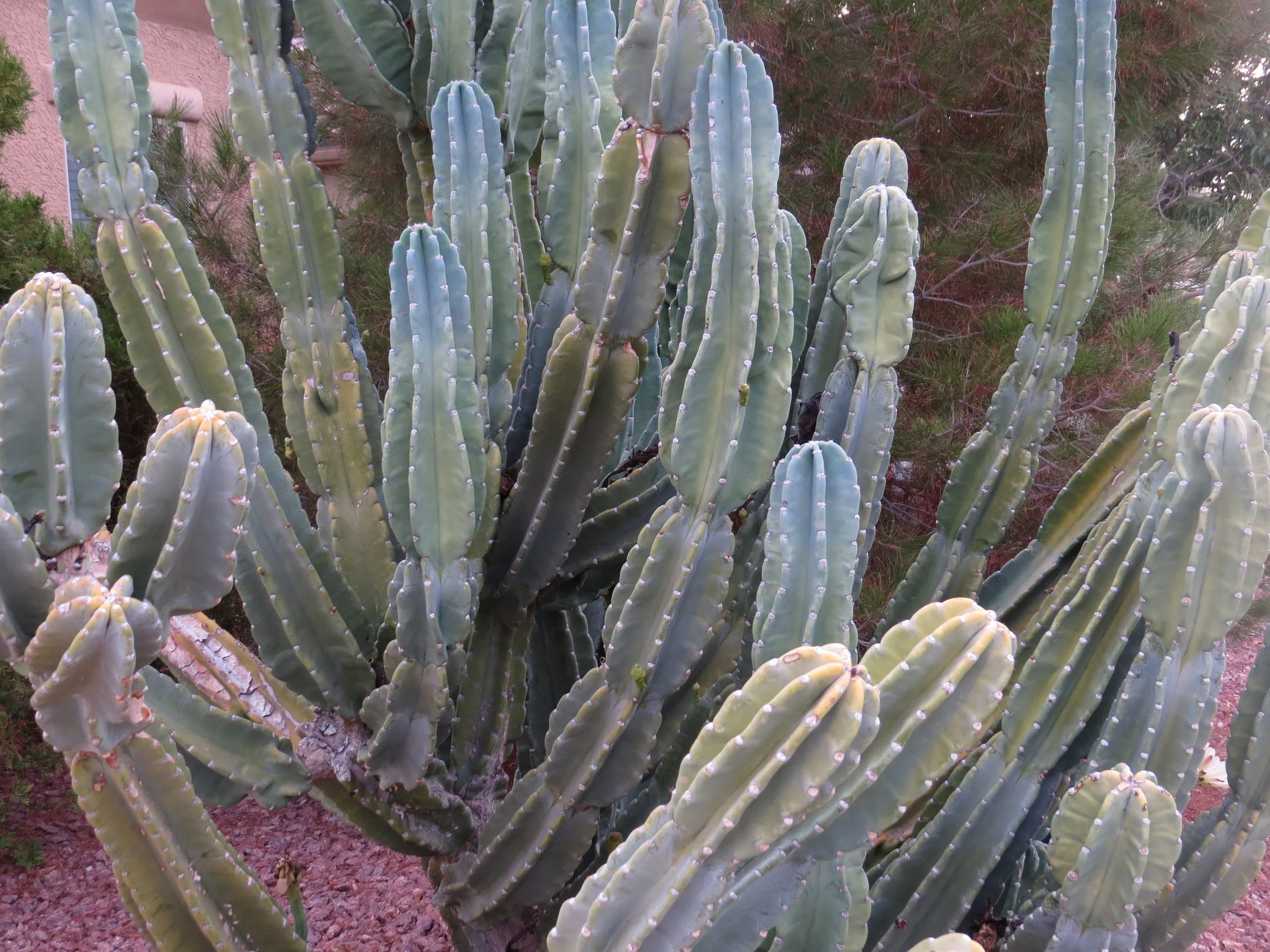 Queen of the Night cactus on our front lawn.