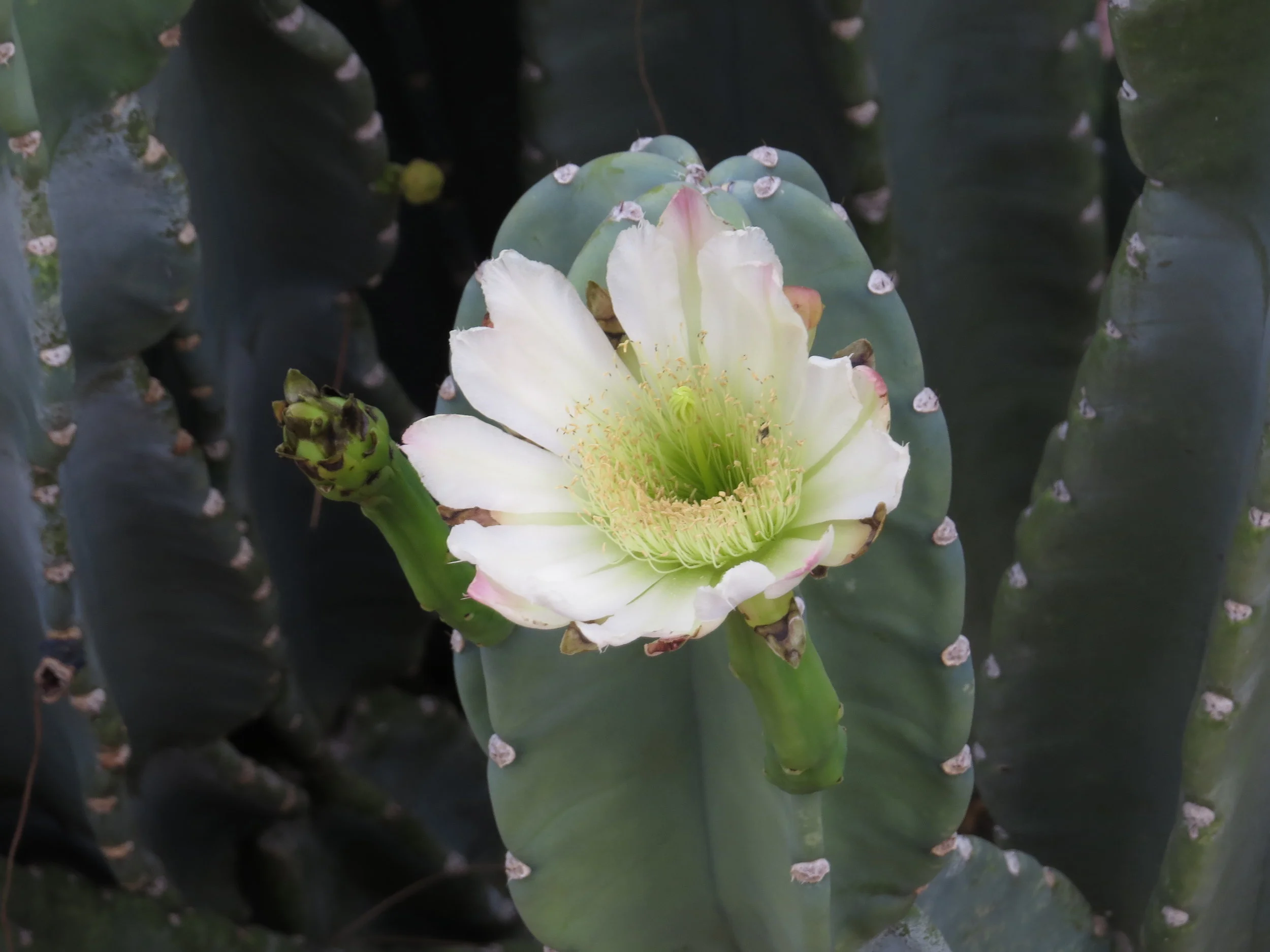 When in bloom, it's gorgeous.
