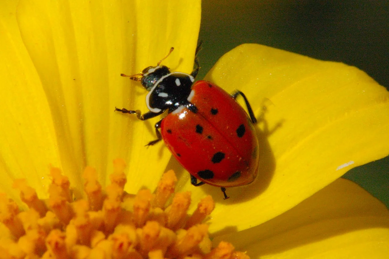 Photo credit: Sharla Shults