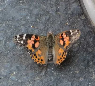 Painted lady