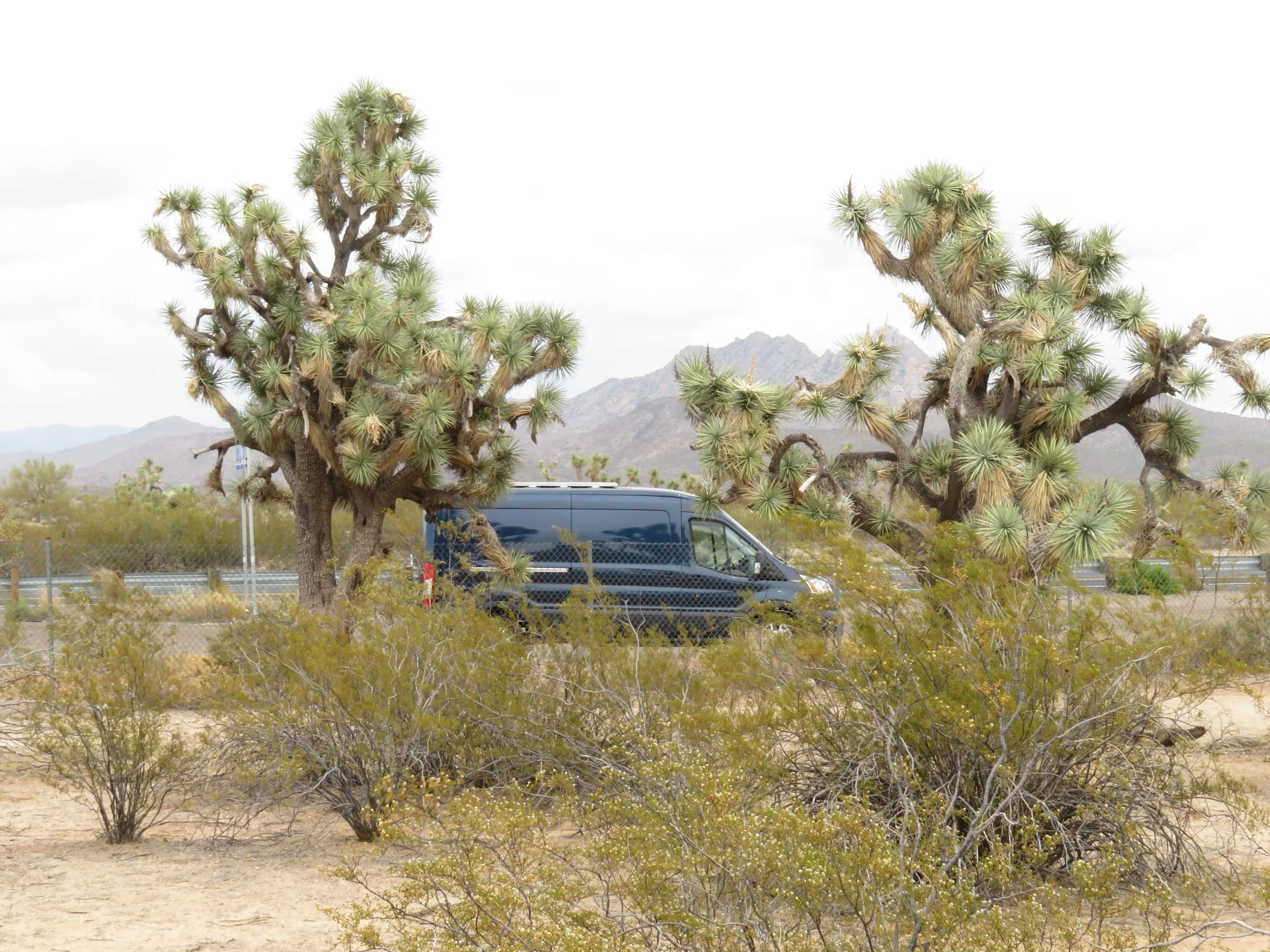 Blue and the Joshua trees