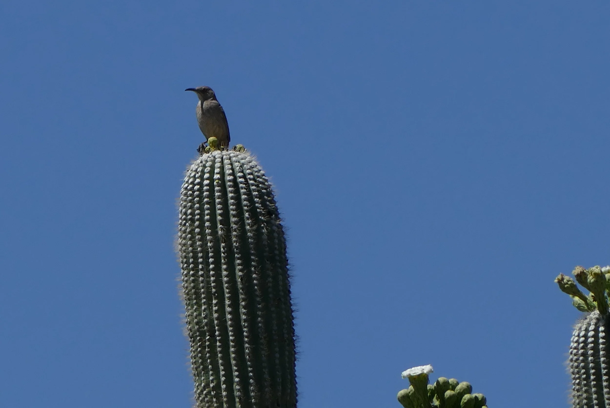 Great Western Loop – Saguaro All Around Us