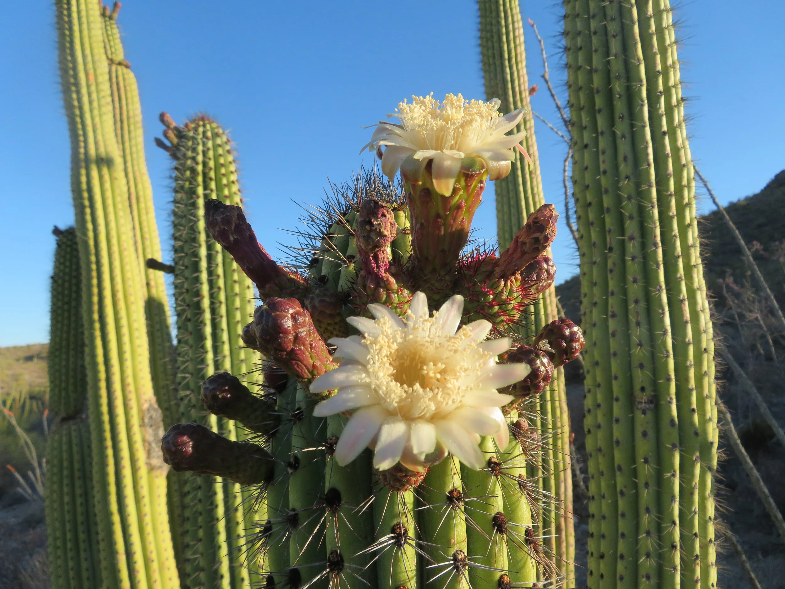 Great Western Loop – Organ Pipe Cactus National Monument