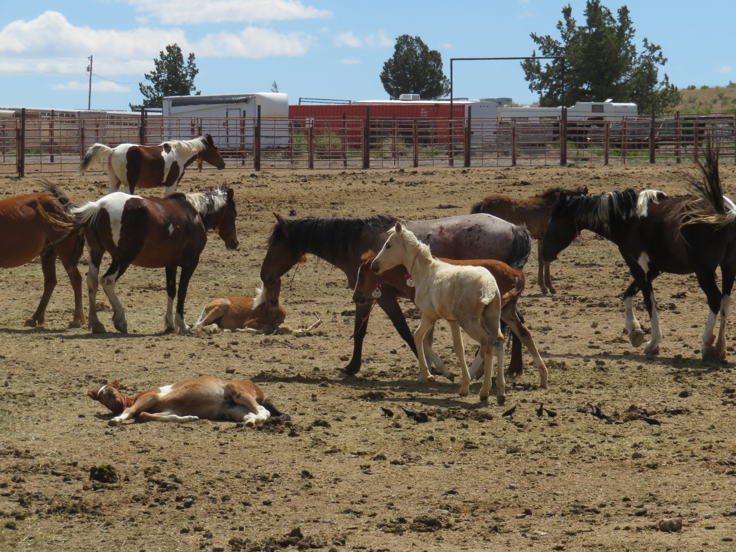 BLM corral mares colts.JPG