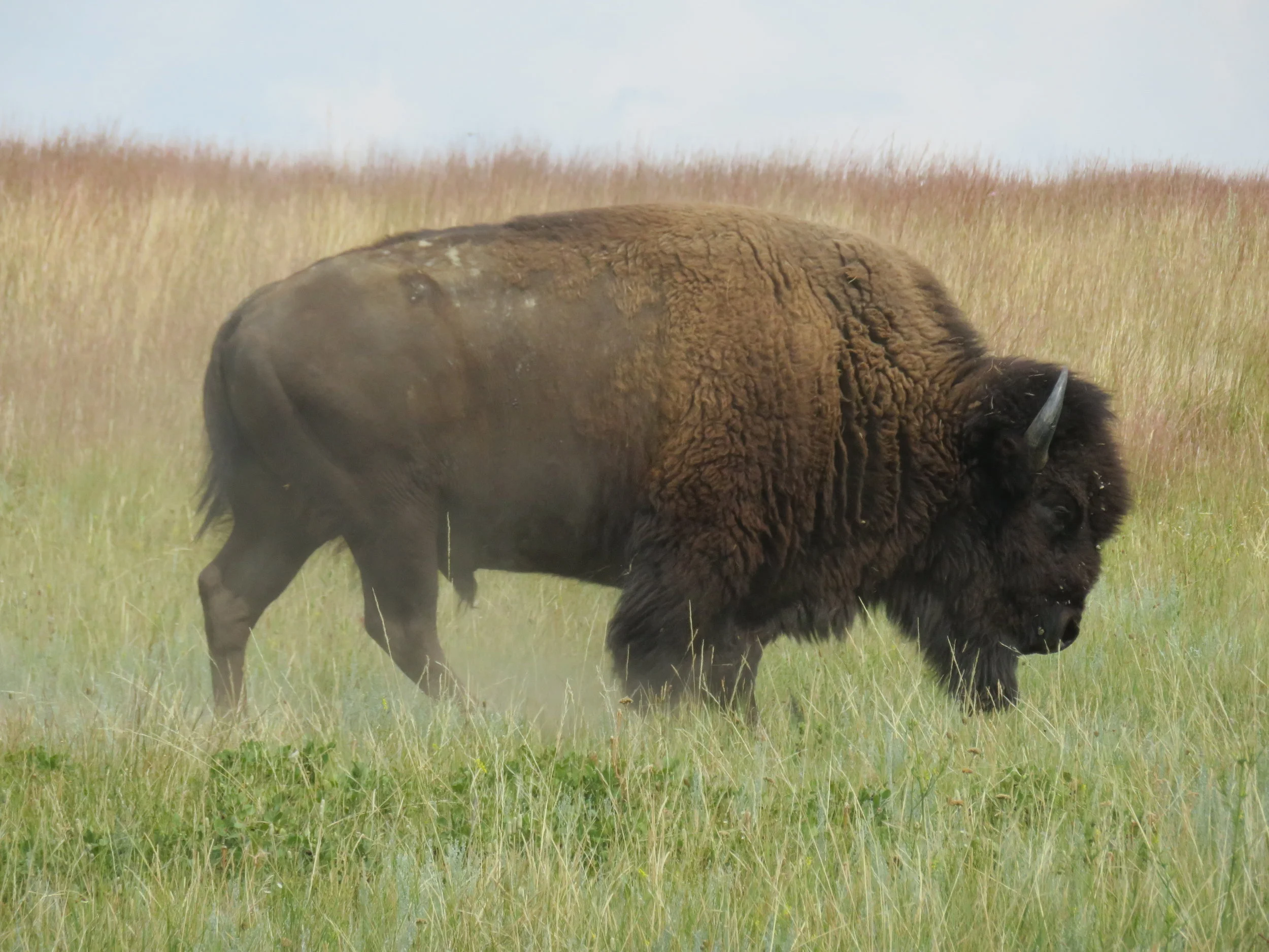 TTH – Fur Trading and Teddy Roosevelt National Park