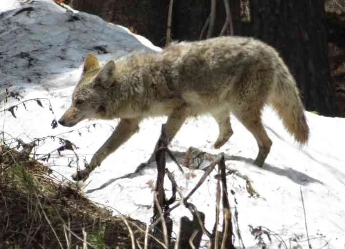 We’ve spotted coyotes during most of our travels around the USA.