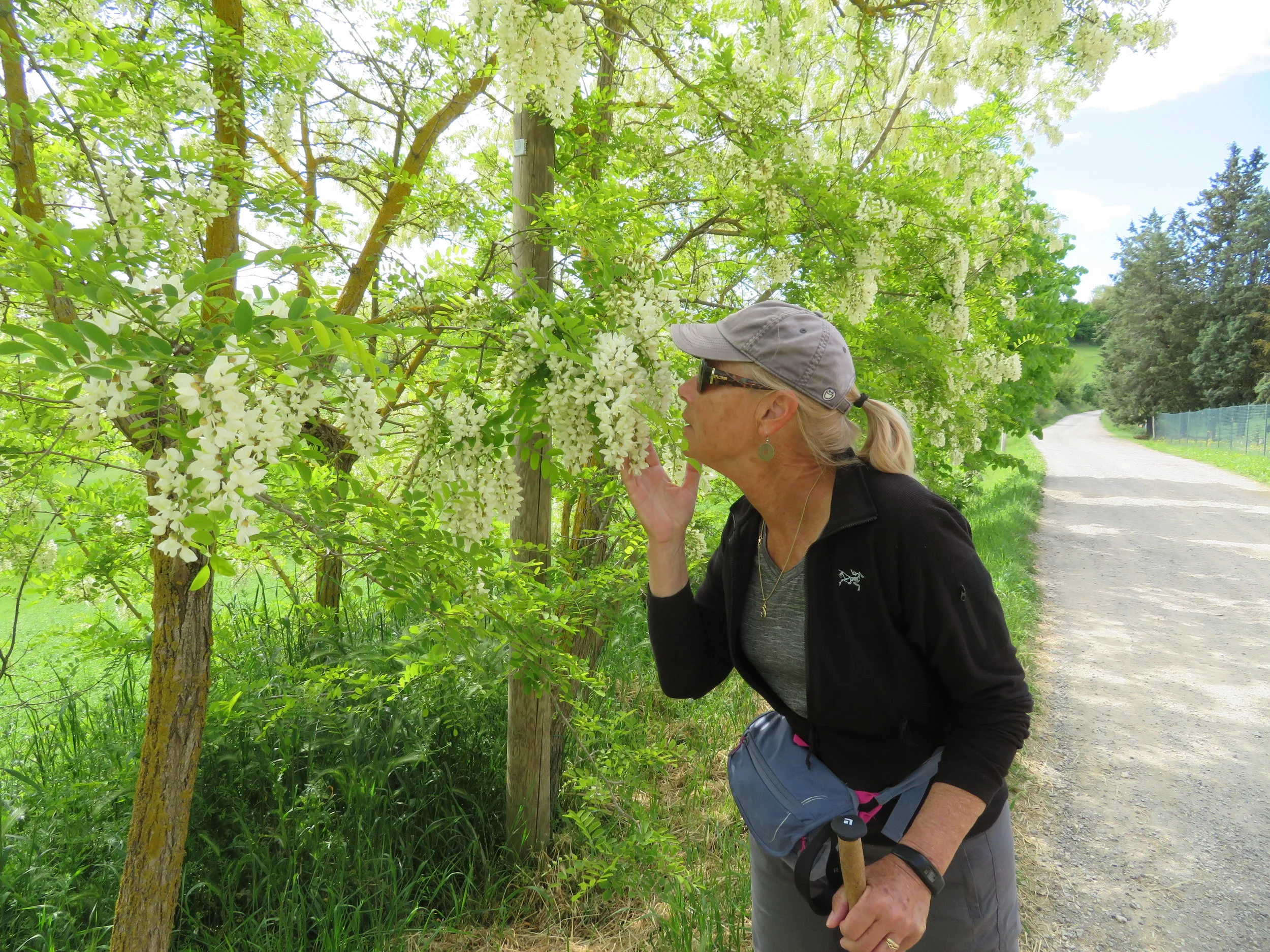 Walks from Siena on the Via Francigena - Part 1
