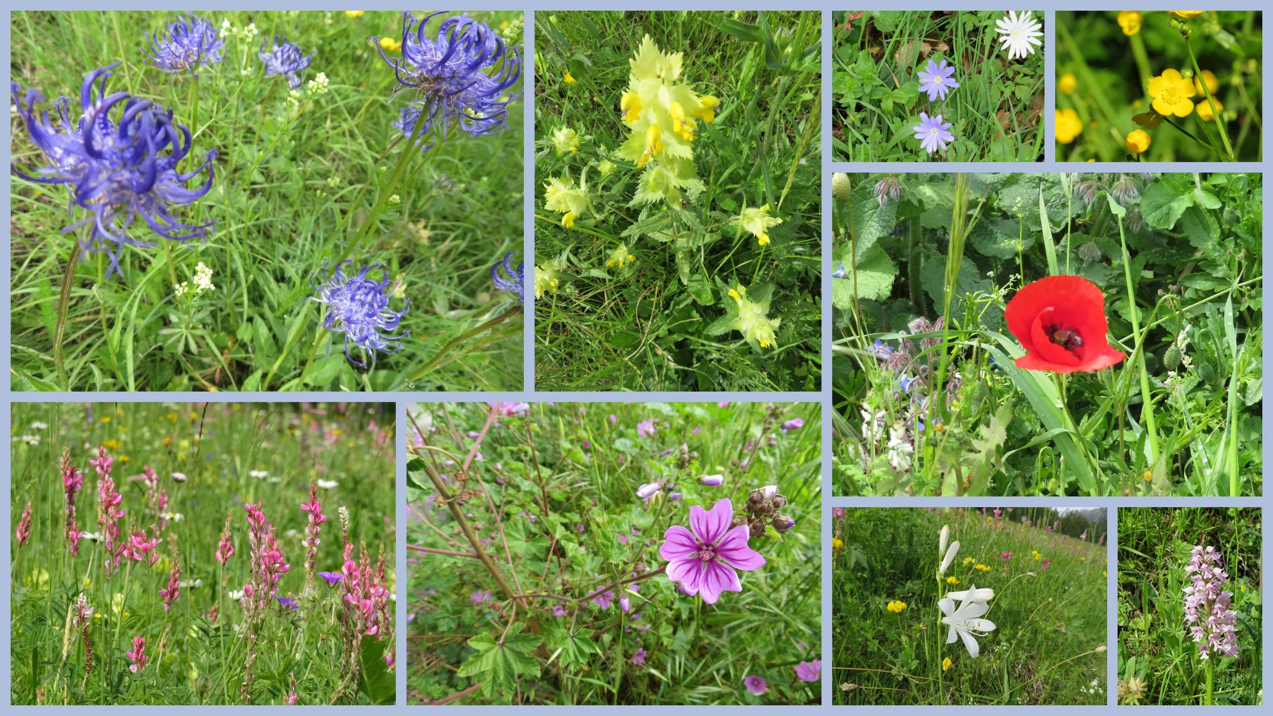 alpine flowers.jpg