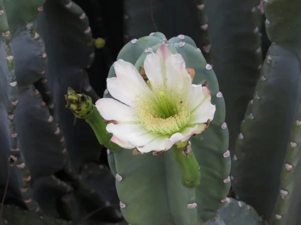  Back to Life in the Desert