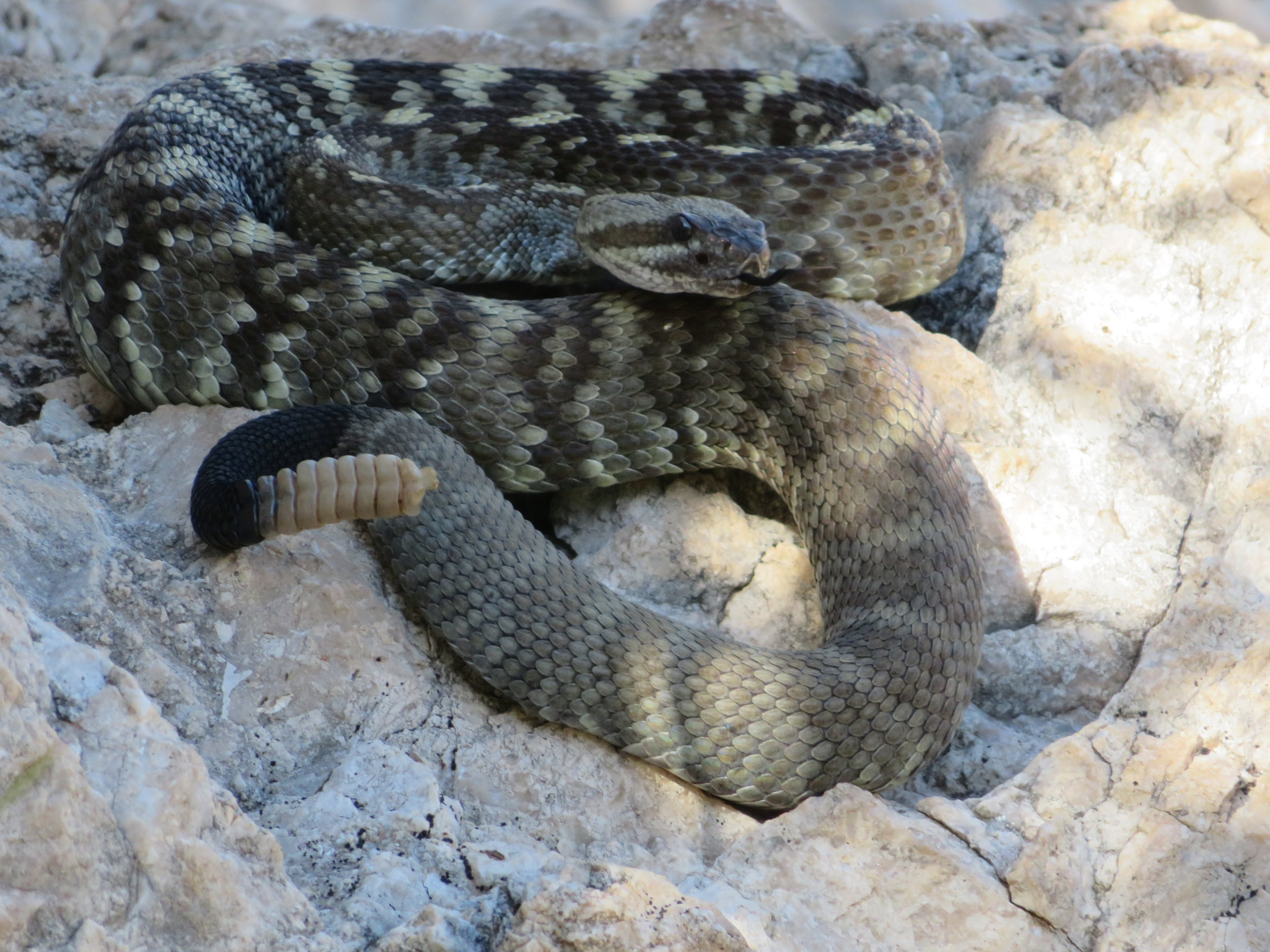 Blue View - Close Encounter with a Rattlesnake