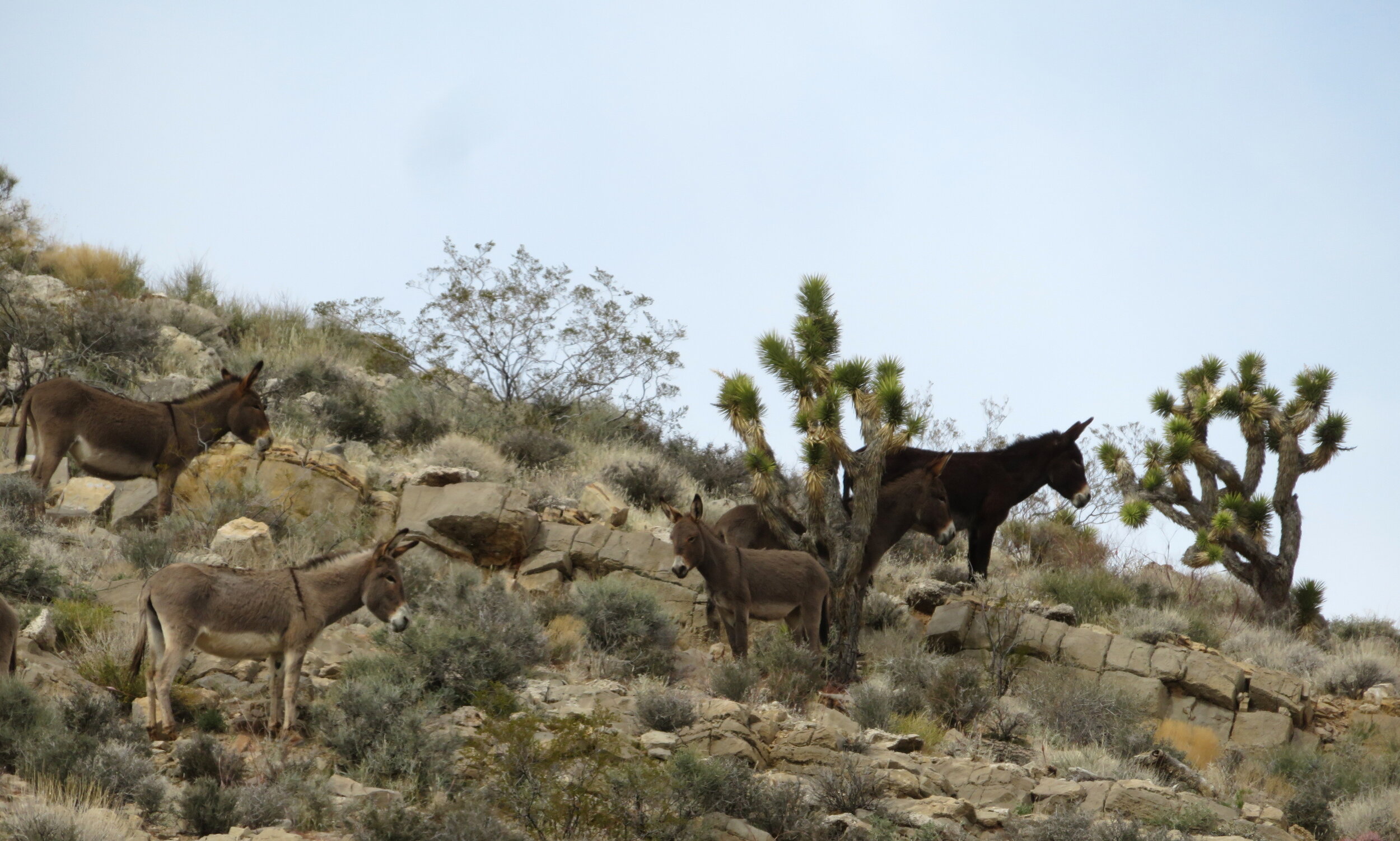  Diamond in the Rough – Cottonwood Valley Trails