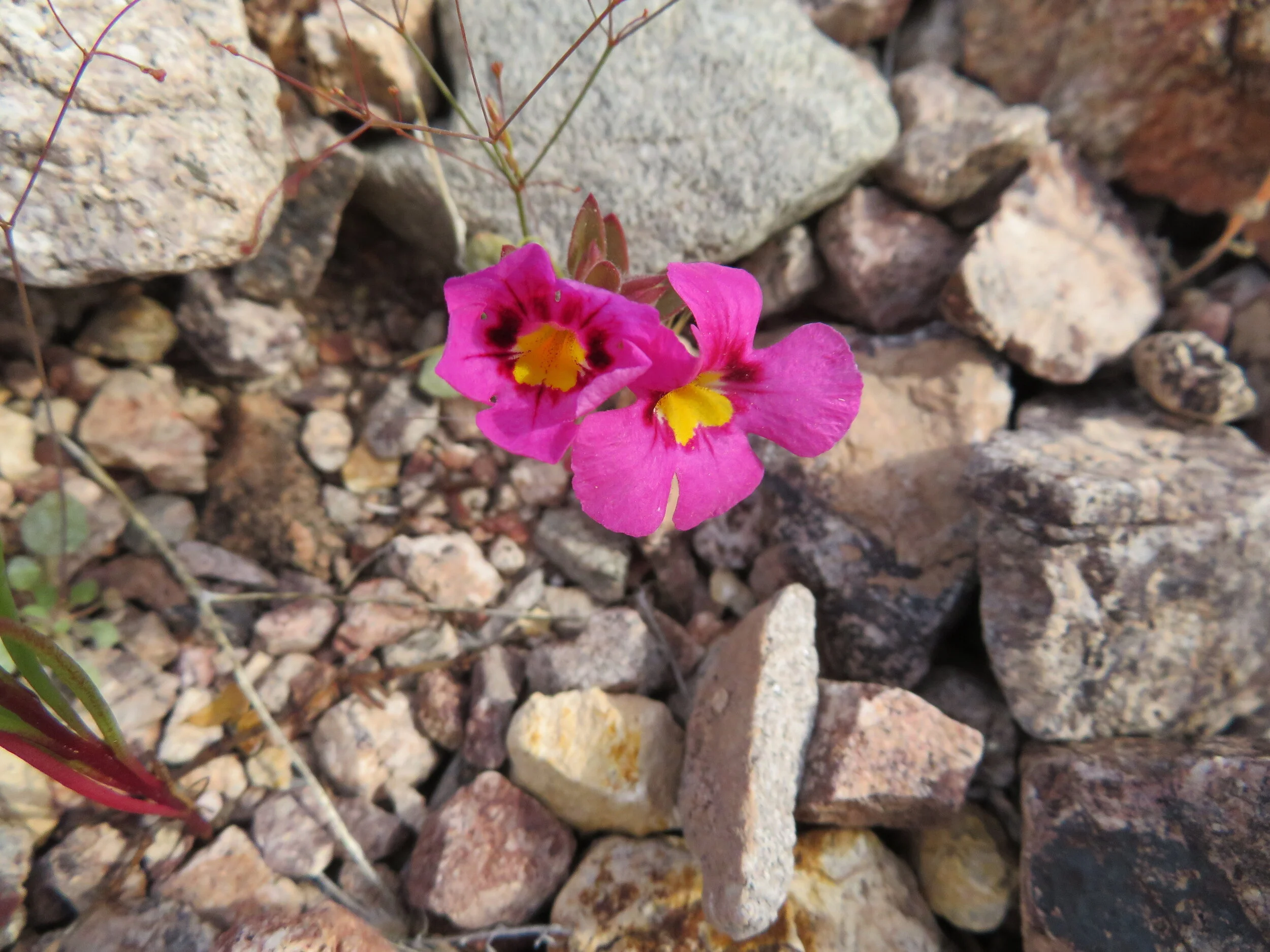  Rain in the Mojave Desert – The Desert is Blooming