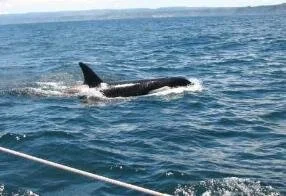 A visiting whale 