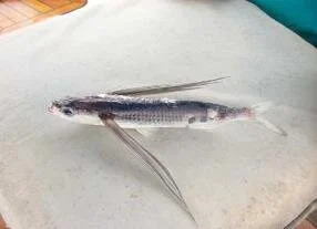 Part of the morning catch