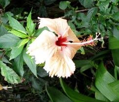Pitcairn hibiscus
