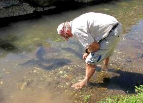 fp_hua_del_feeding_eels-282x202.jpg