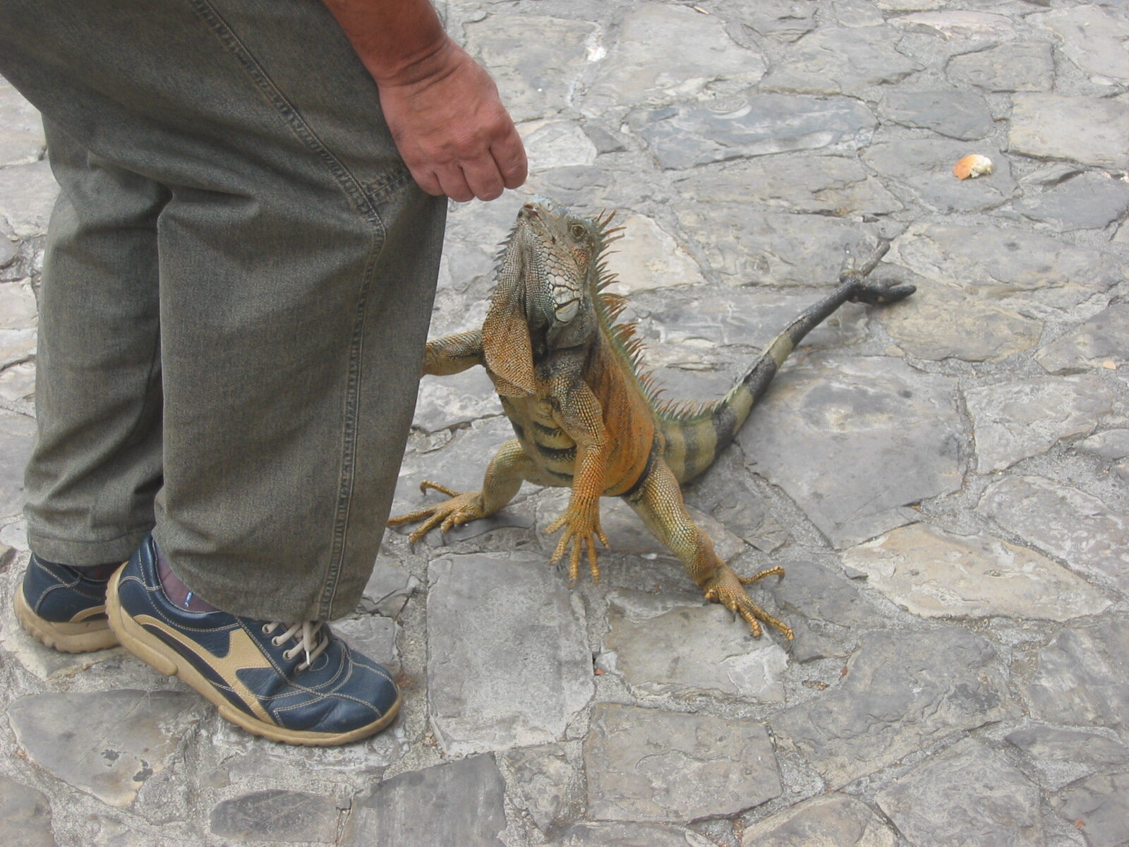 Feeding the iguanas