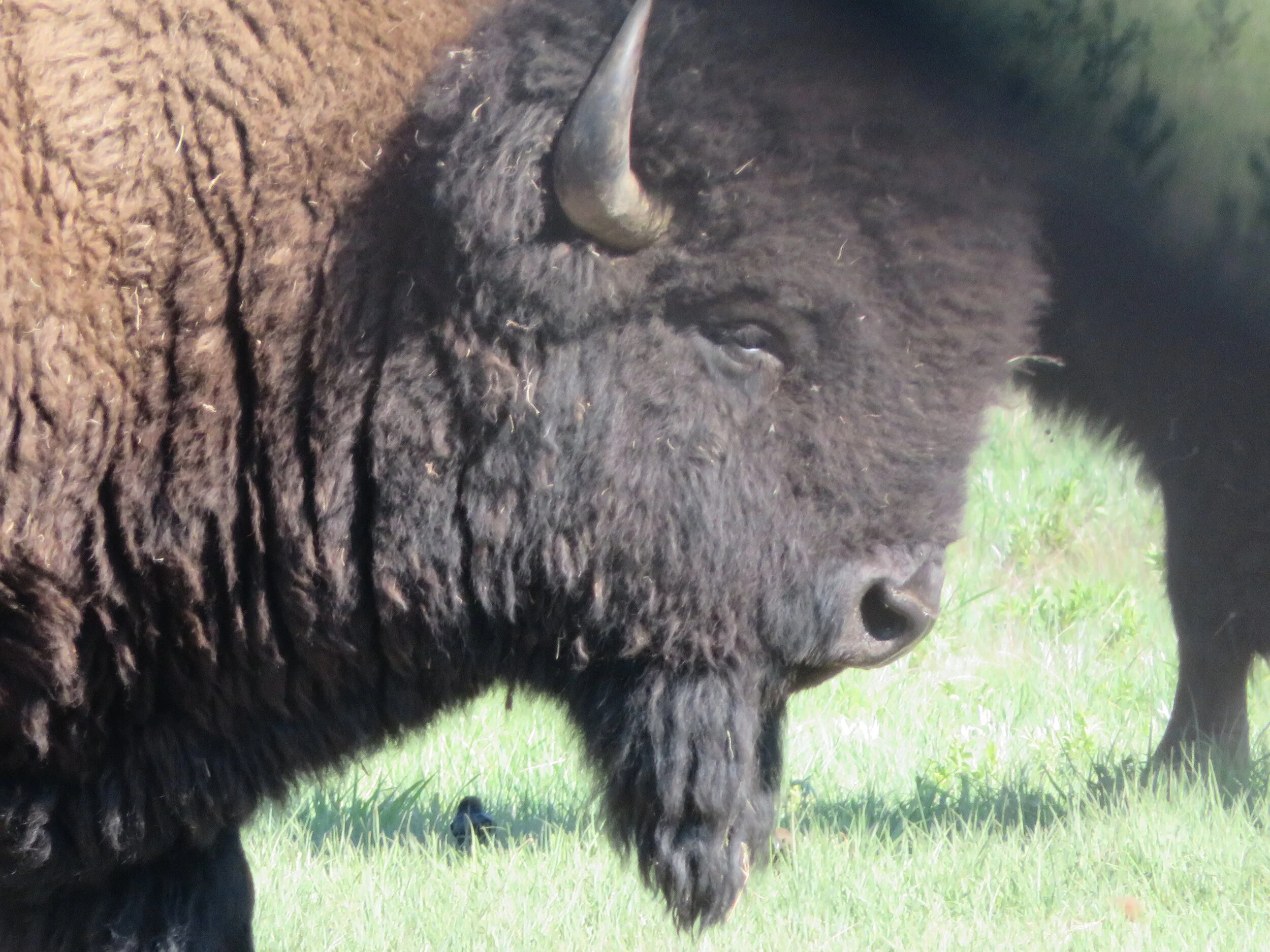 South Dakota's Black Hills – Tatanka, Mount Rushmore &amp; Crazy Horse