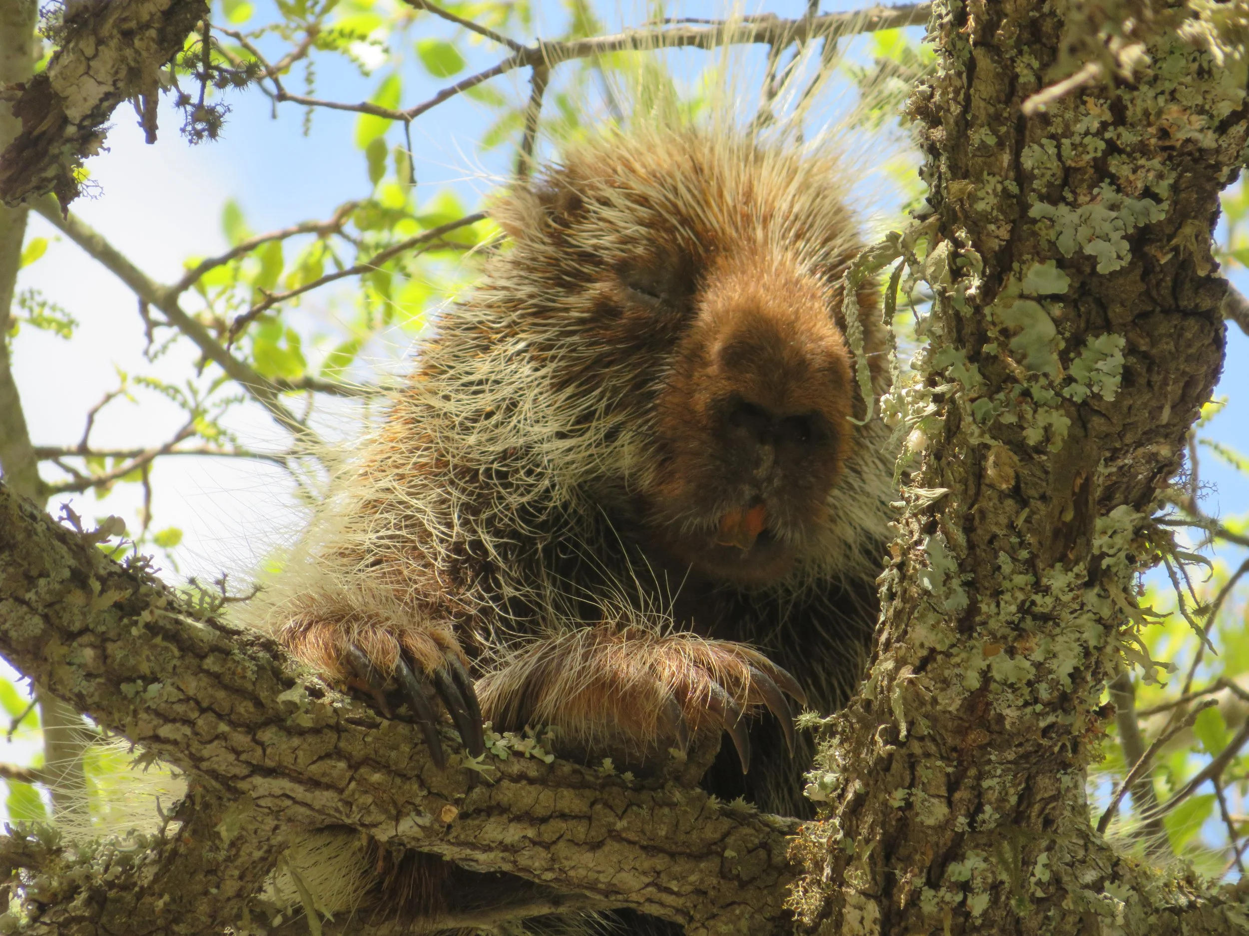 Kickapoo Cavern State Park… Bats, birds and a fat, old porcupine