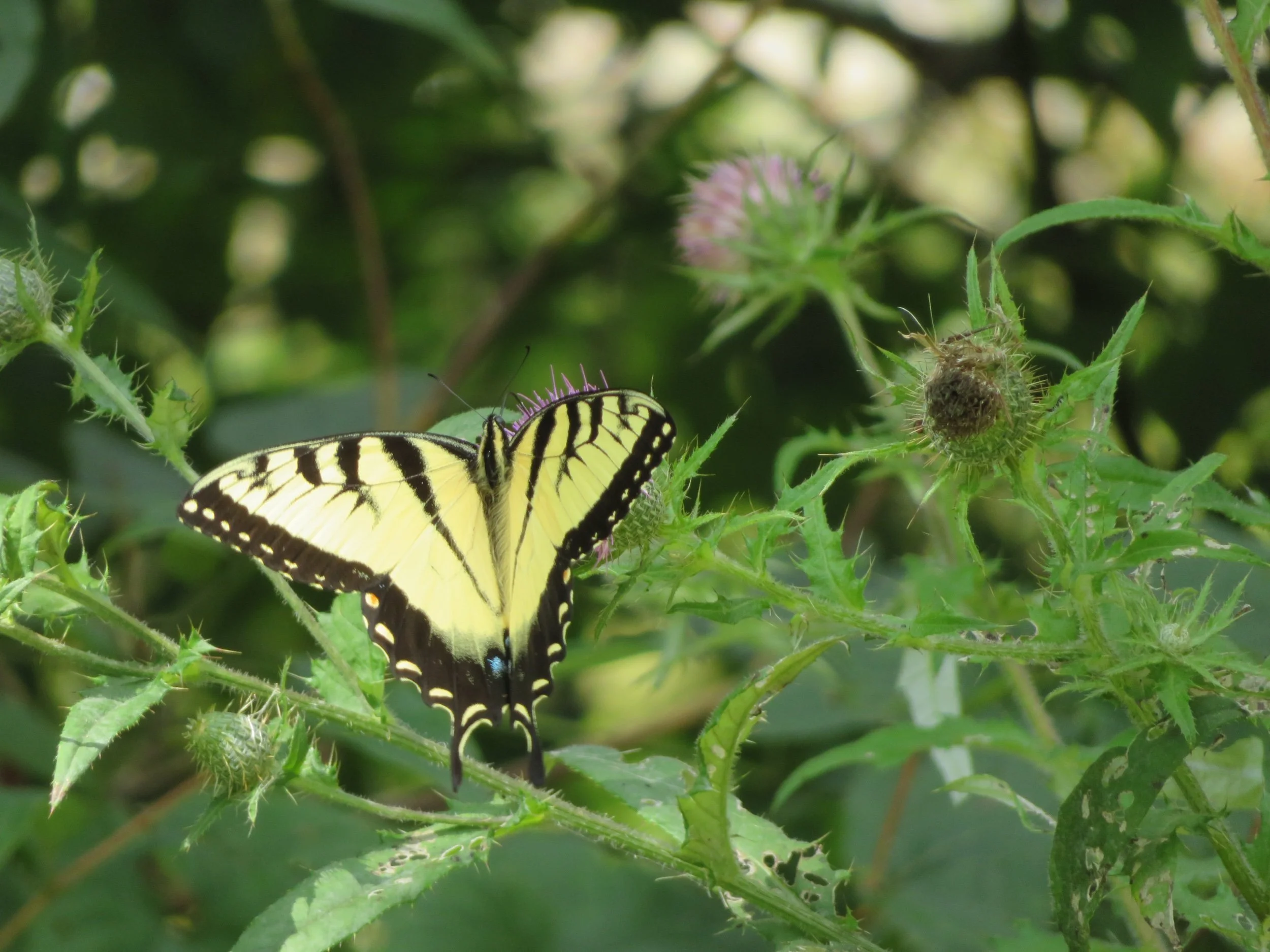 Cycling in Ohio - Sippo Valley & Holmes County Trails