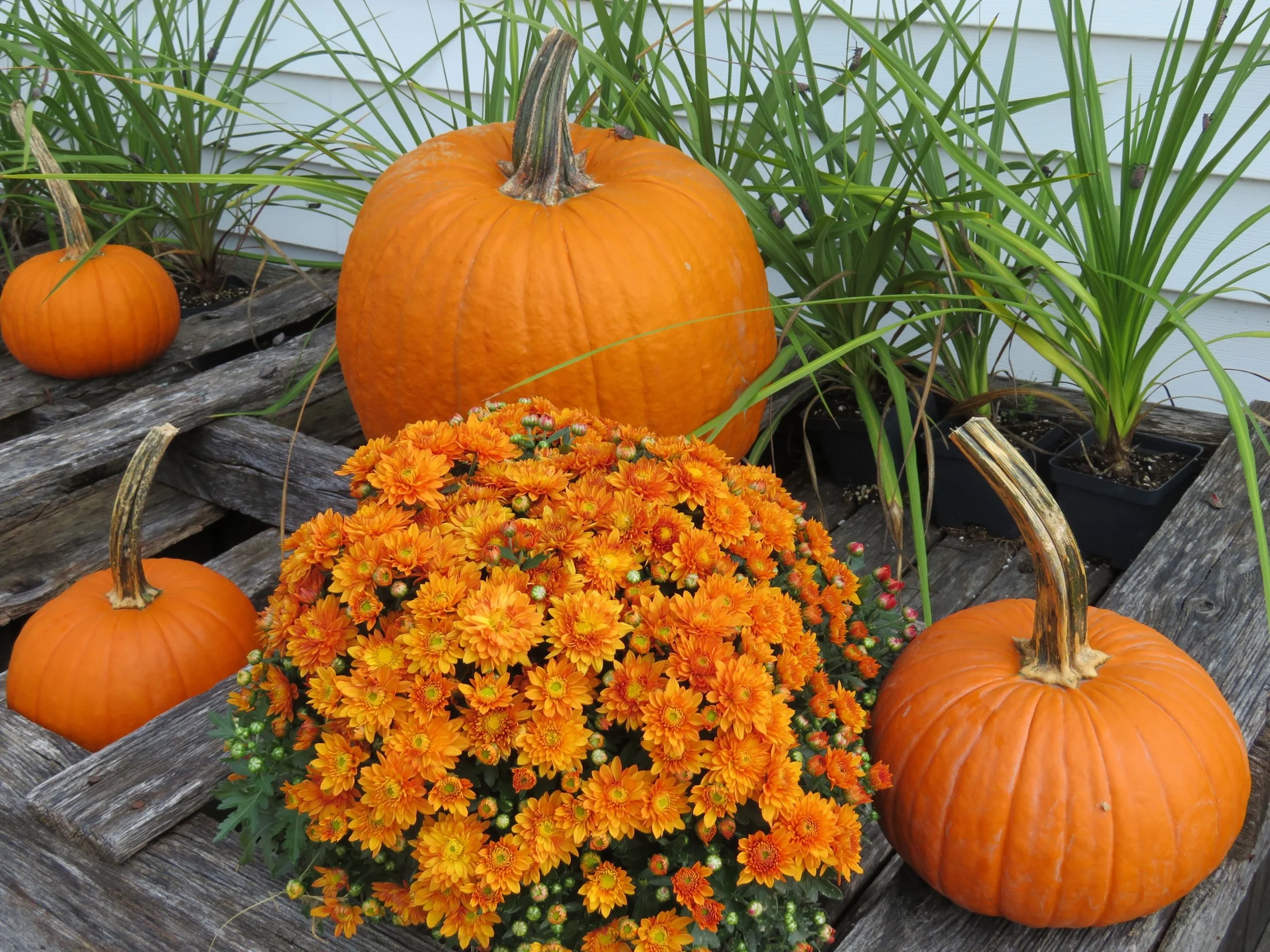 Autumn is in the Air