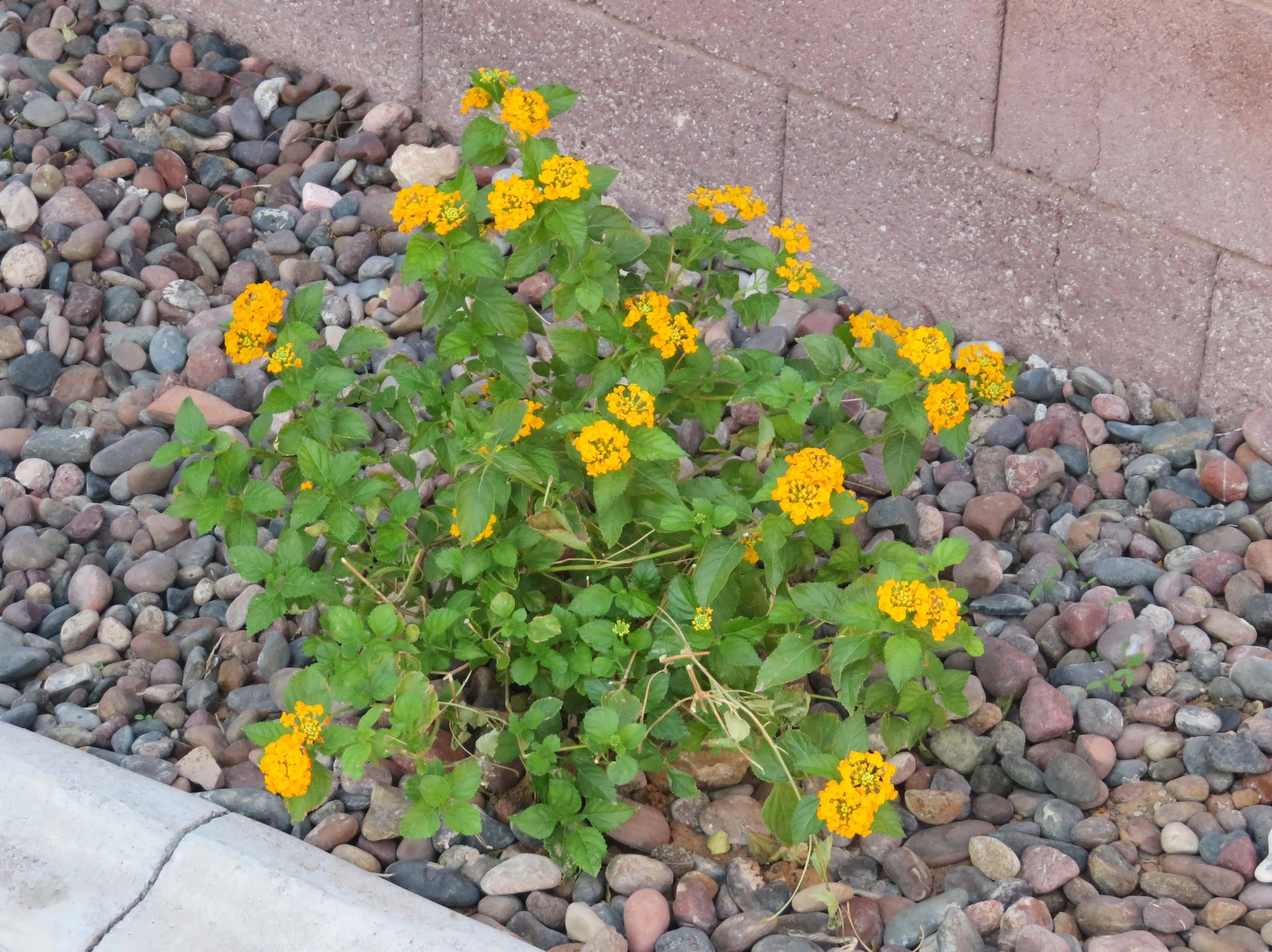  Back to the Mundane… Yard Work