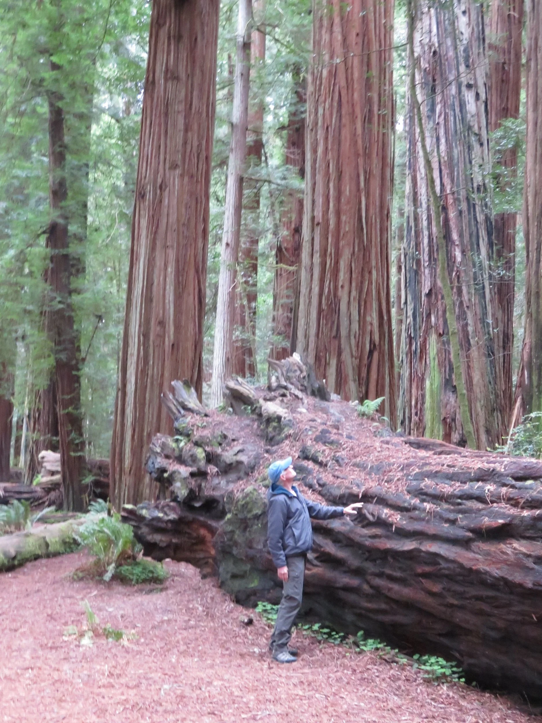 North to Alaska - The Forest Primeval