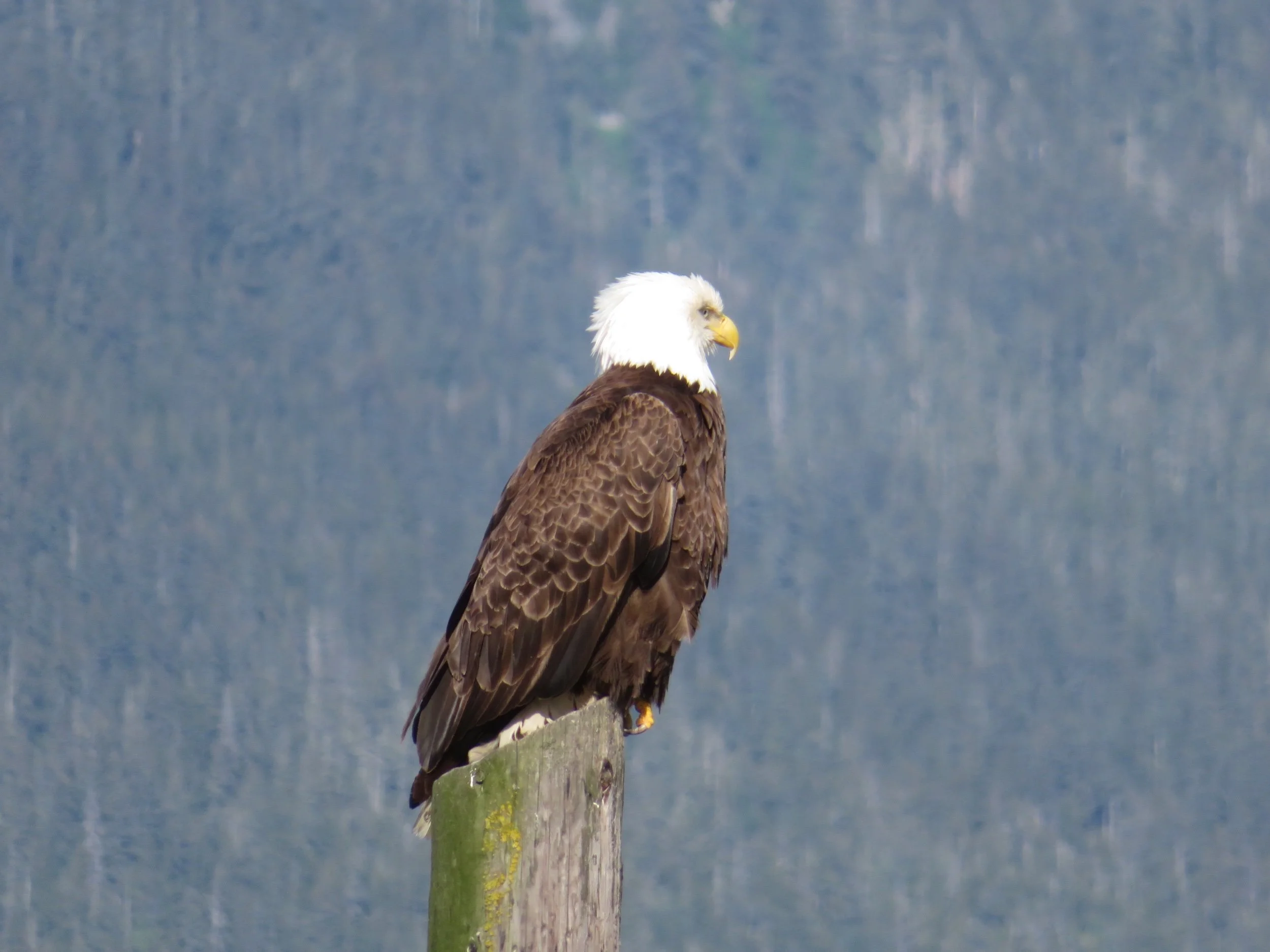 Haines, Alaska - In the Valley of Eagles