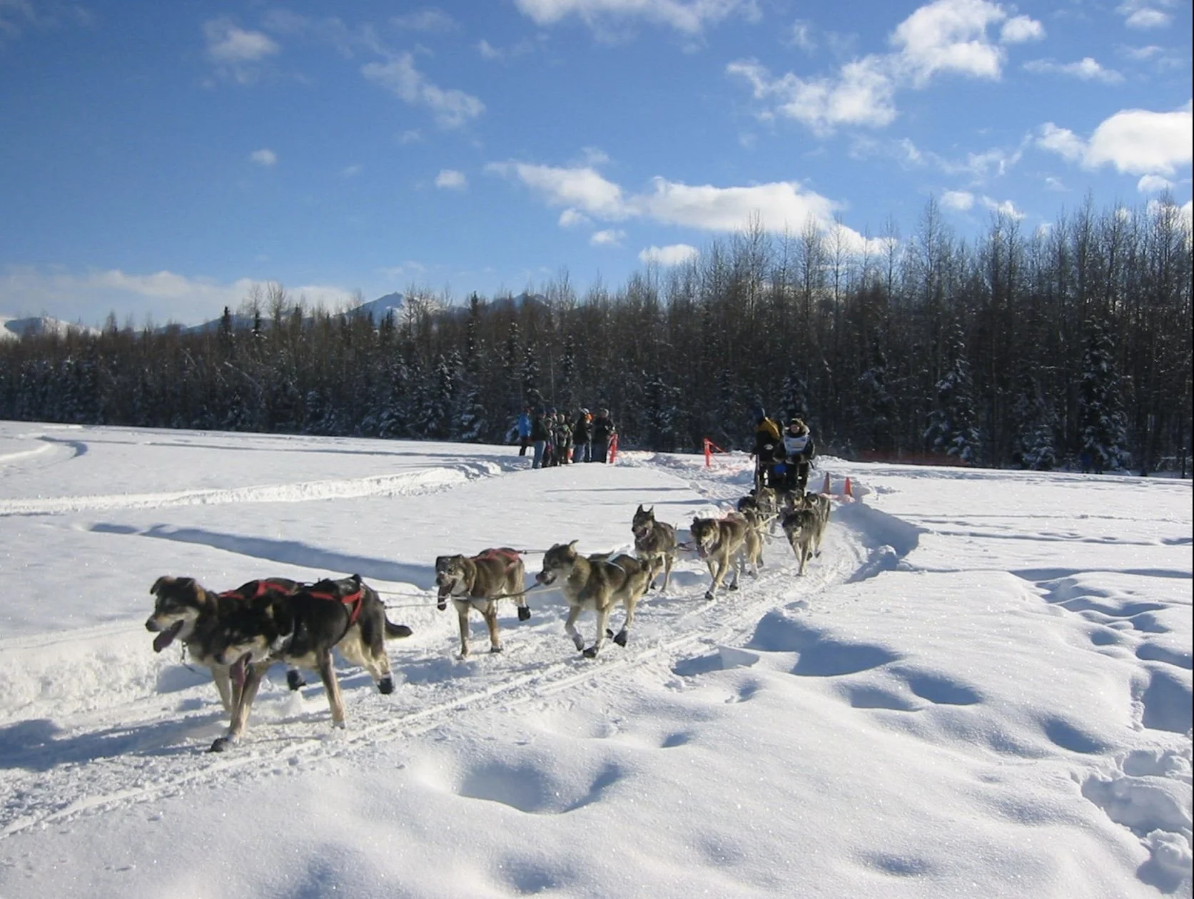 Blue View - The Iditarod Dog Sled Race