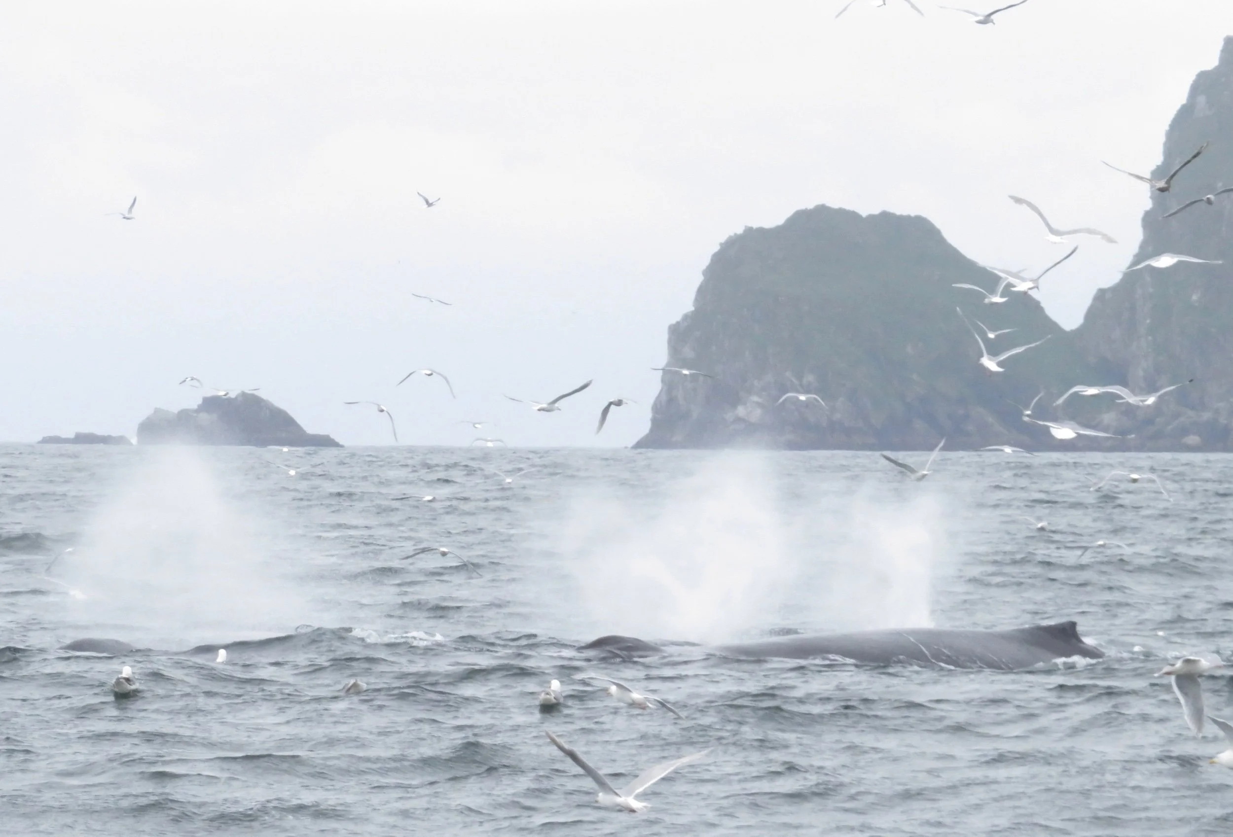 Welcome to the Kenai Peninsula -2