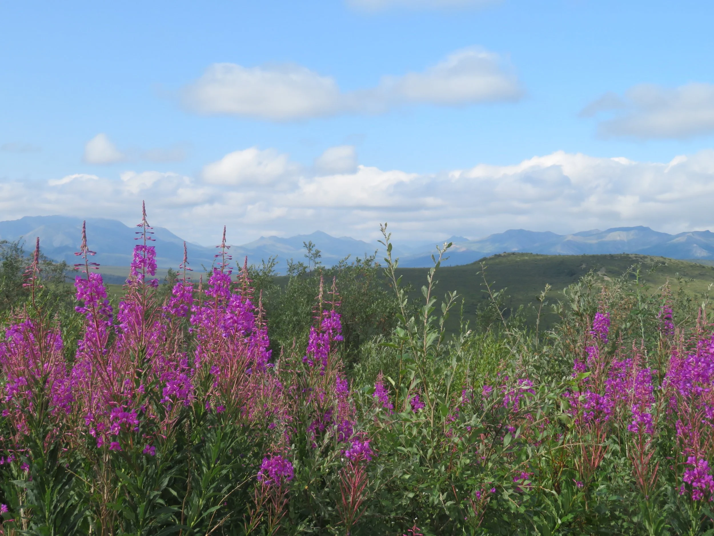 Denali National Park - 2