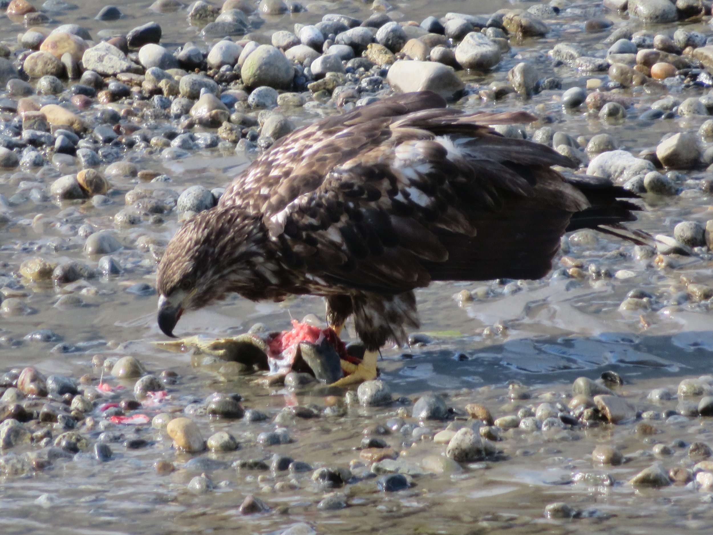Dyea_golden eagle with fish.jpeg