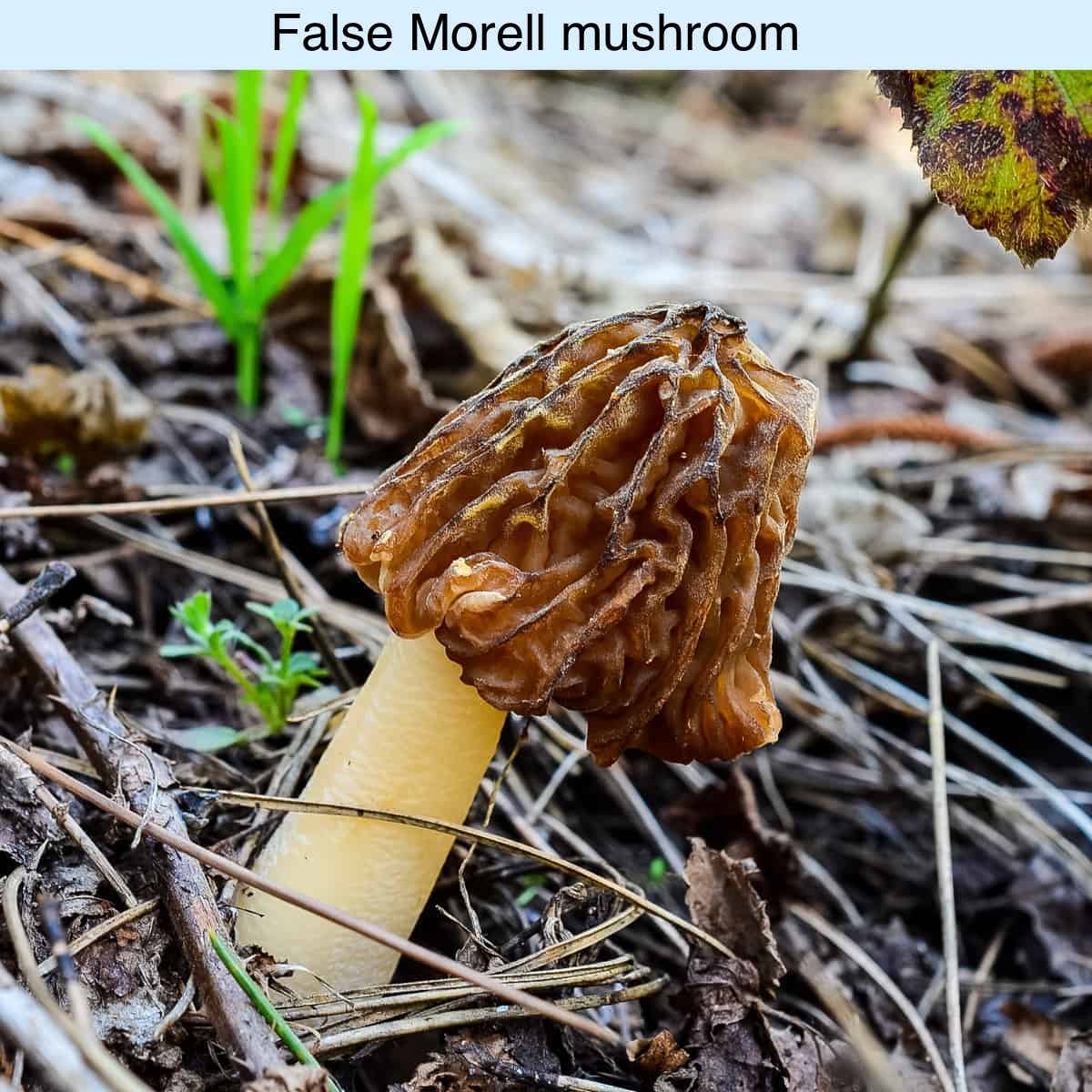 Don’t Eat the Poisonous Shrooms