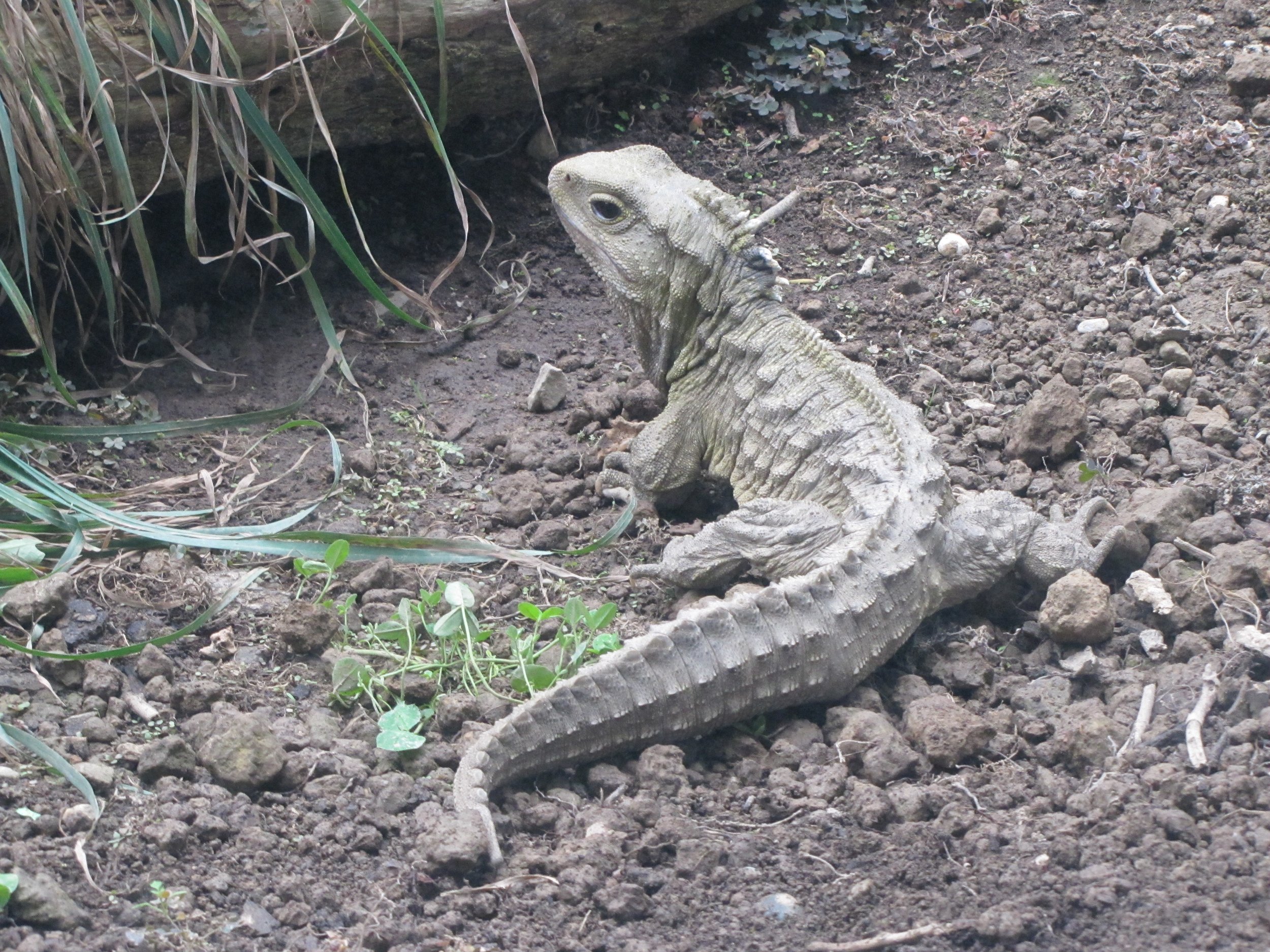 tuatara_henry.jpg