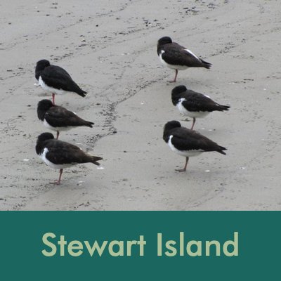 Stewart Island.jpg